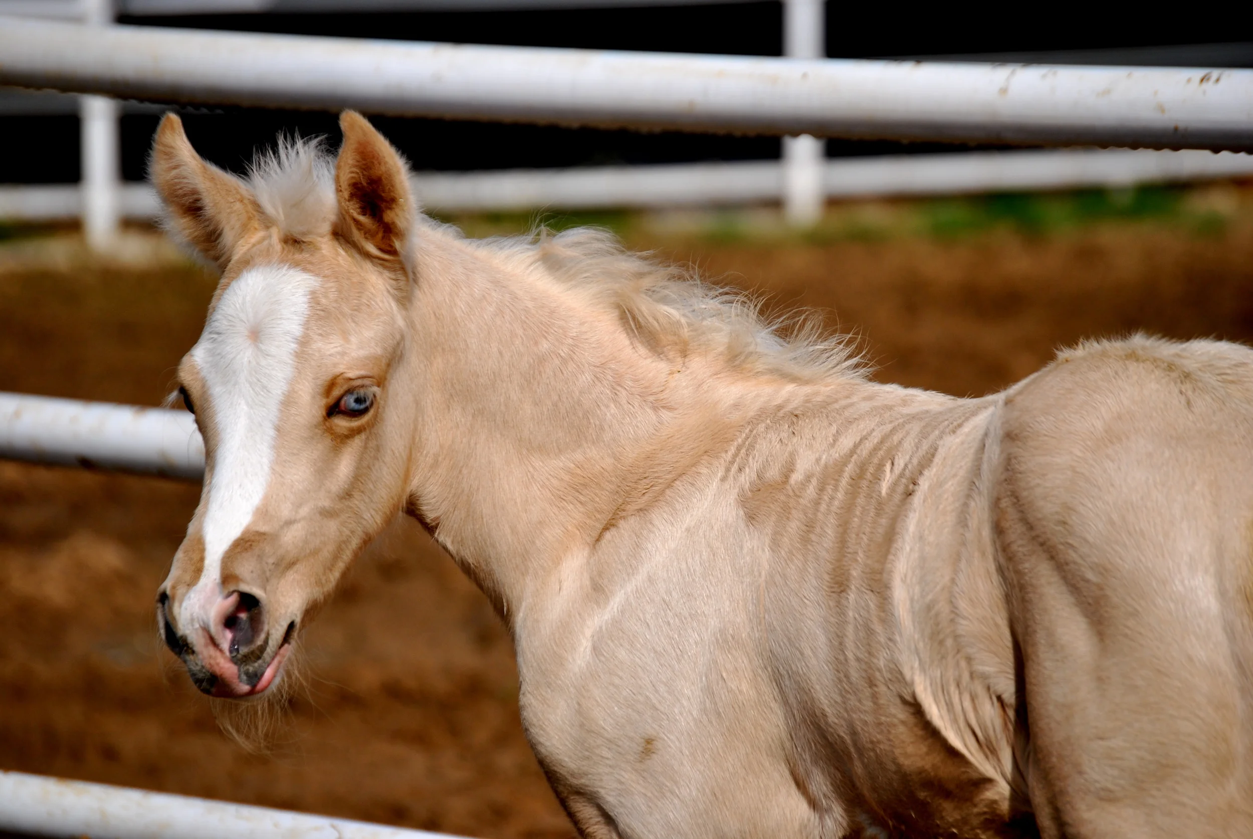 Gunners Tinseltown x Shiners Crystal