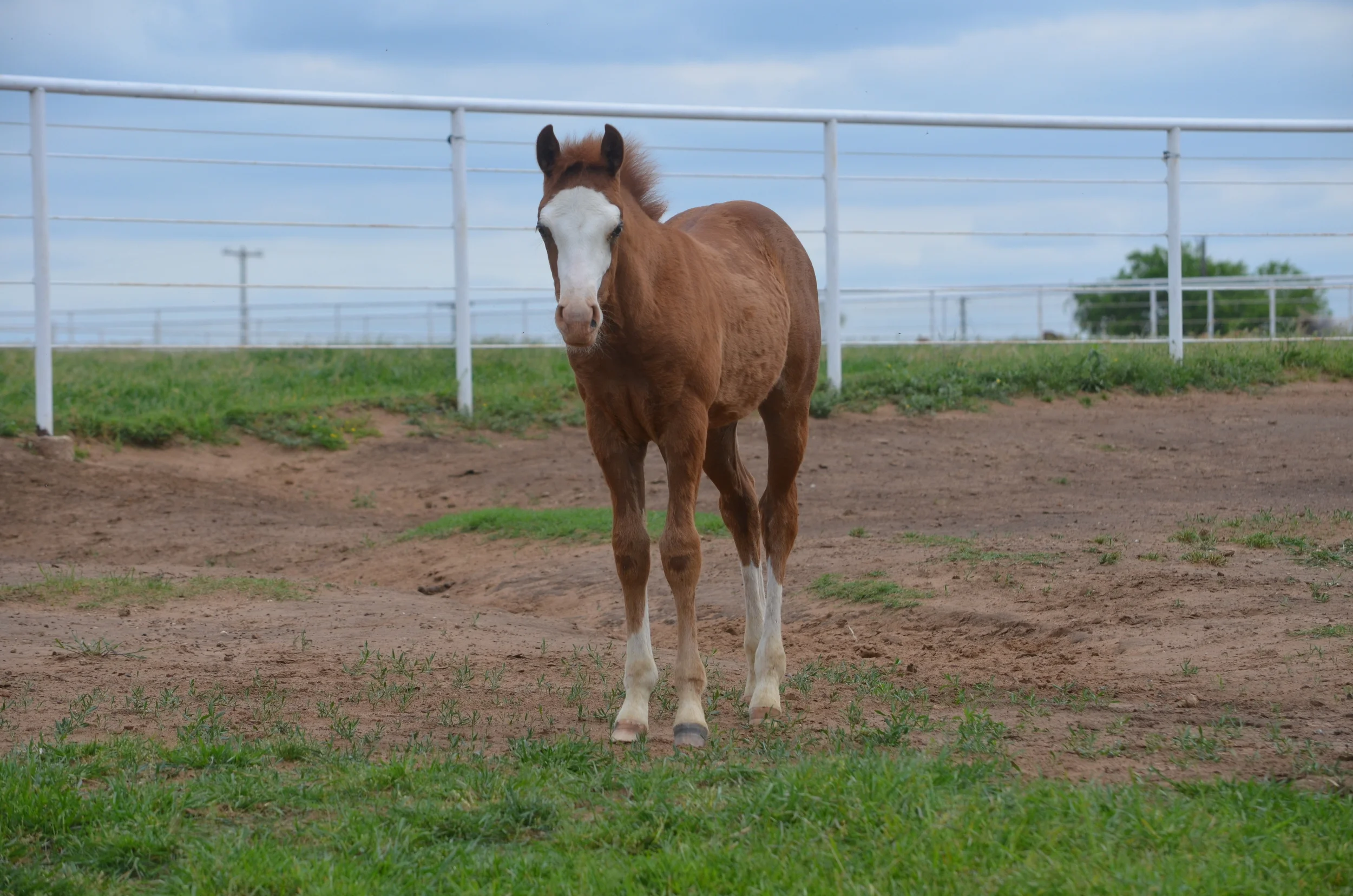 Yellow Jersey x Always Gotyer Gunsup
