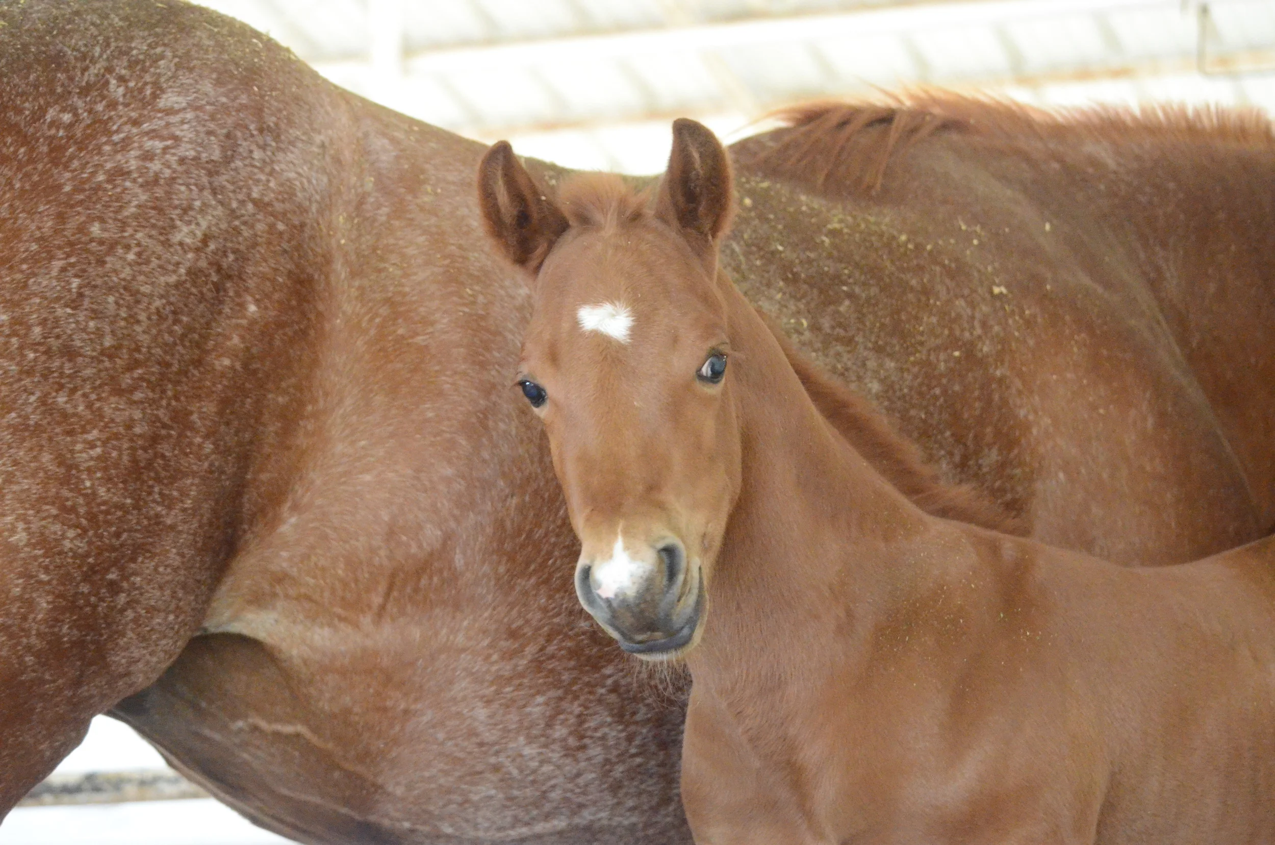 Gunners Tinseltown x Hickorys Topchic 