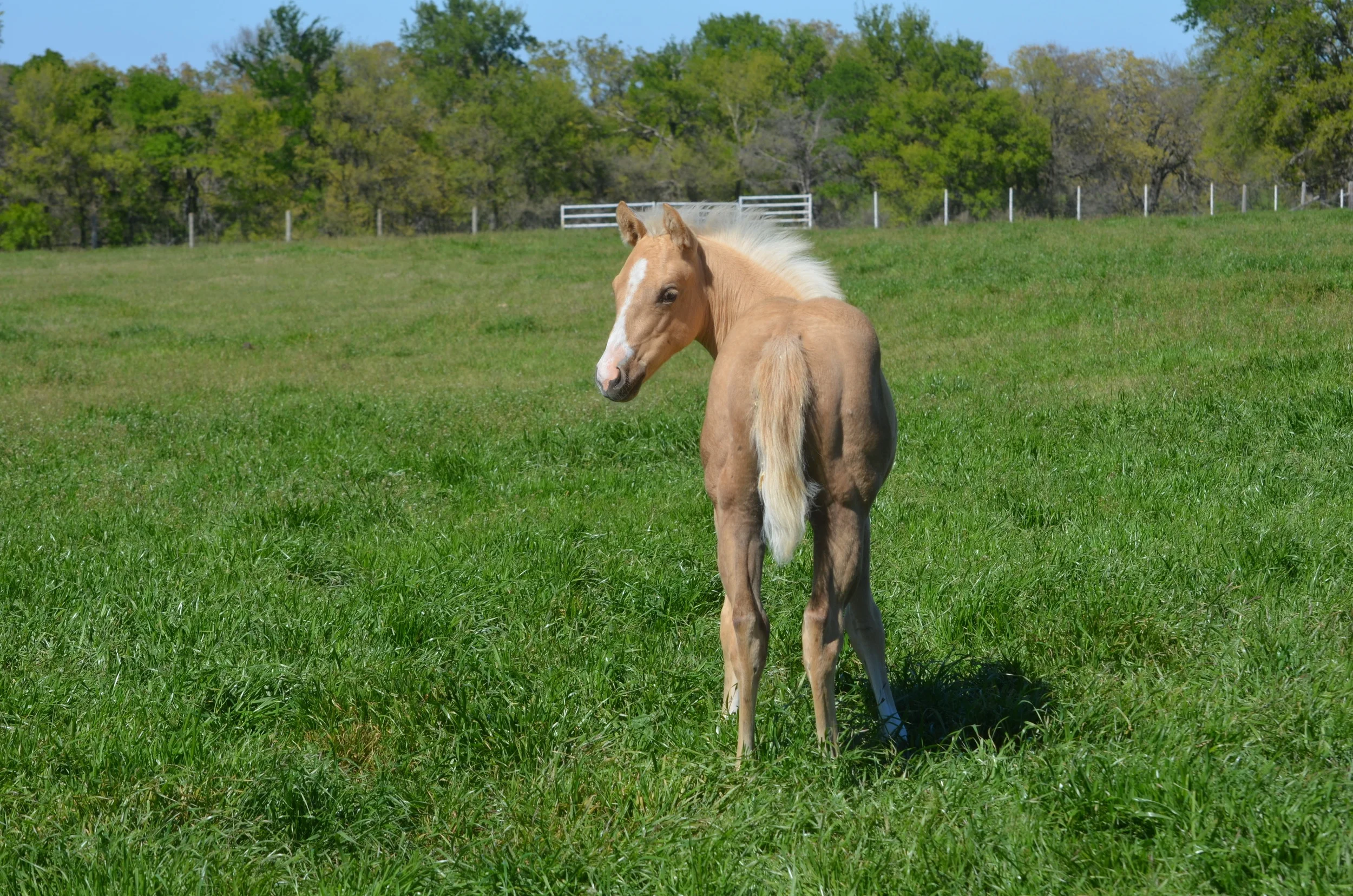 Yellow Jersey x Red Berry Guns