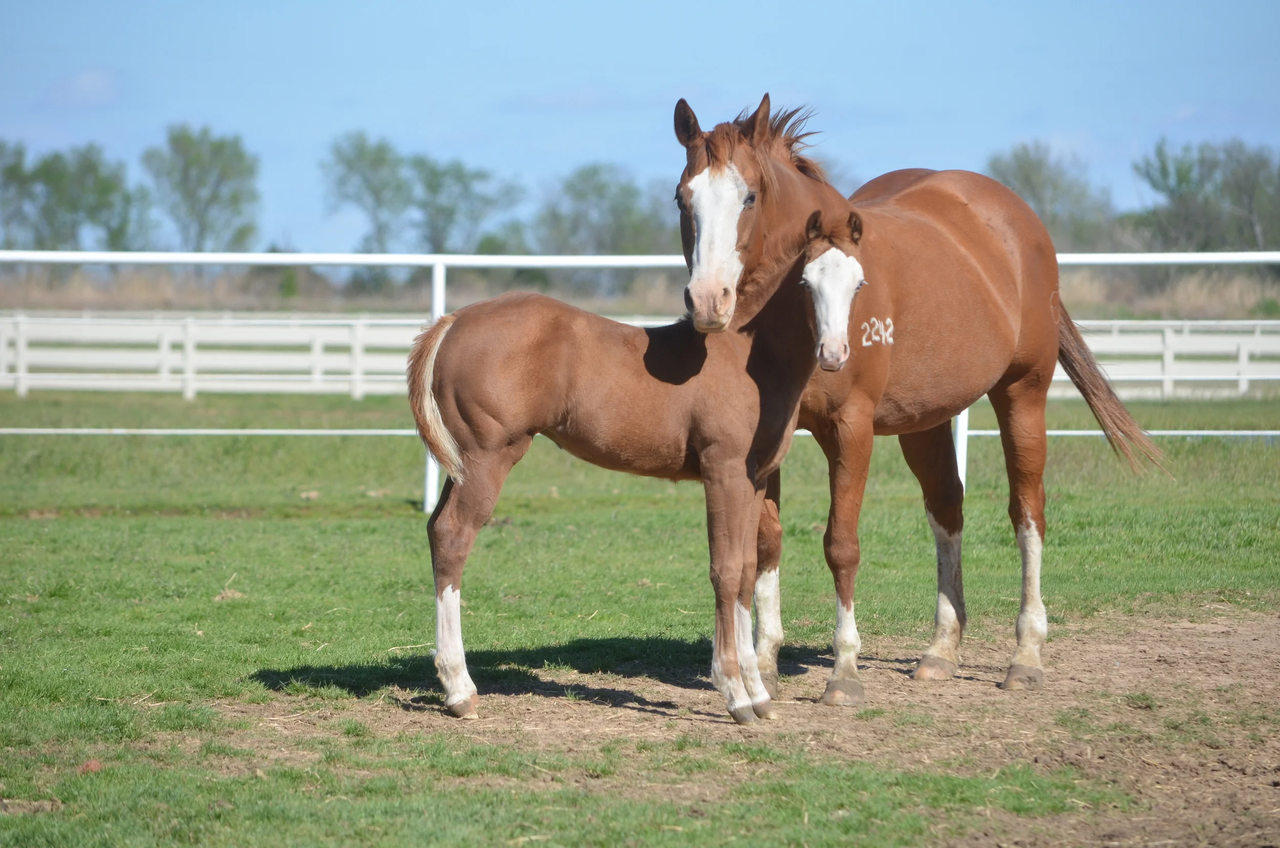 Yellow Jersey x Check Out My Guns
