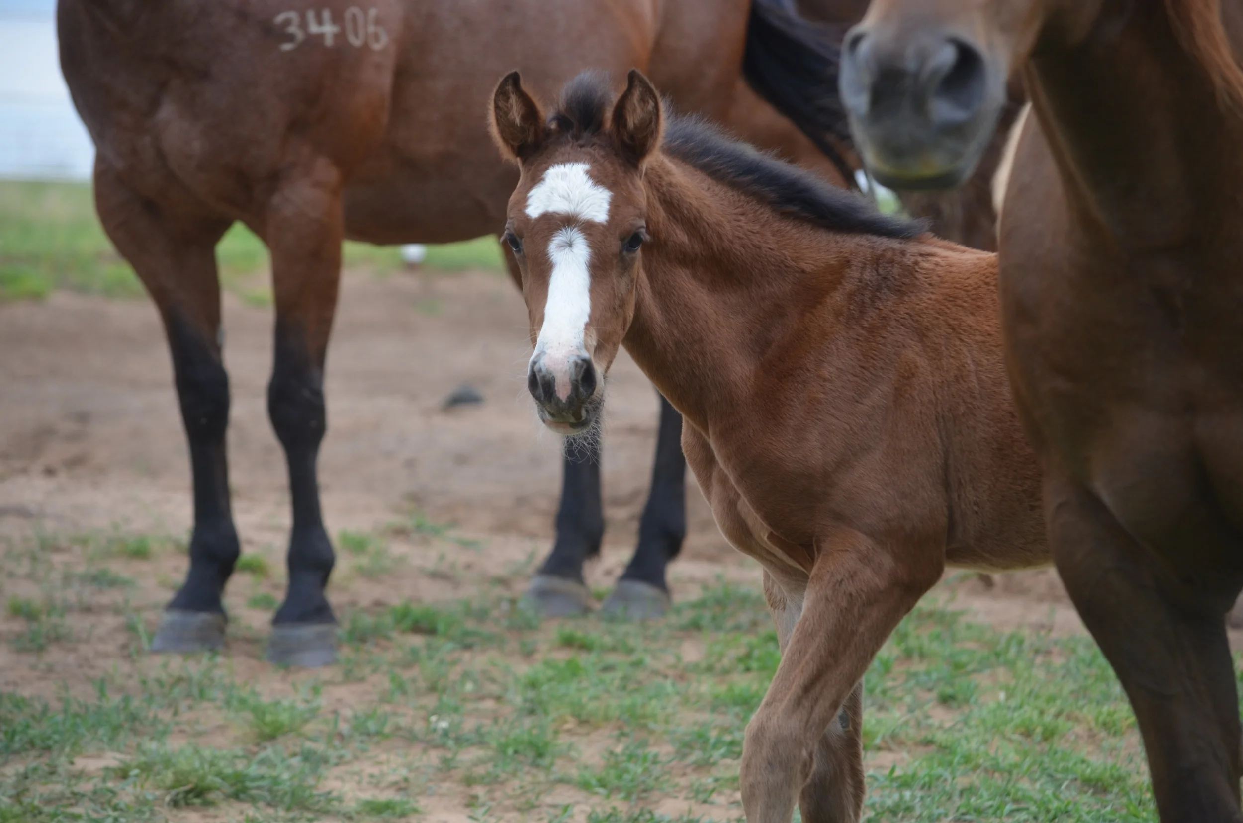 TA Mozart x Customized Gunner