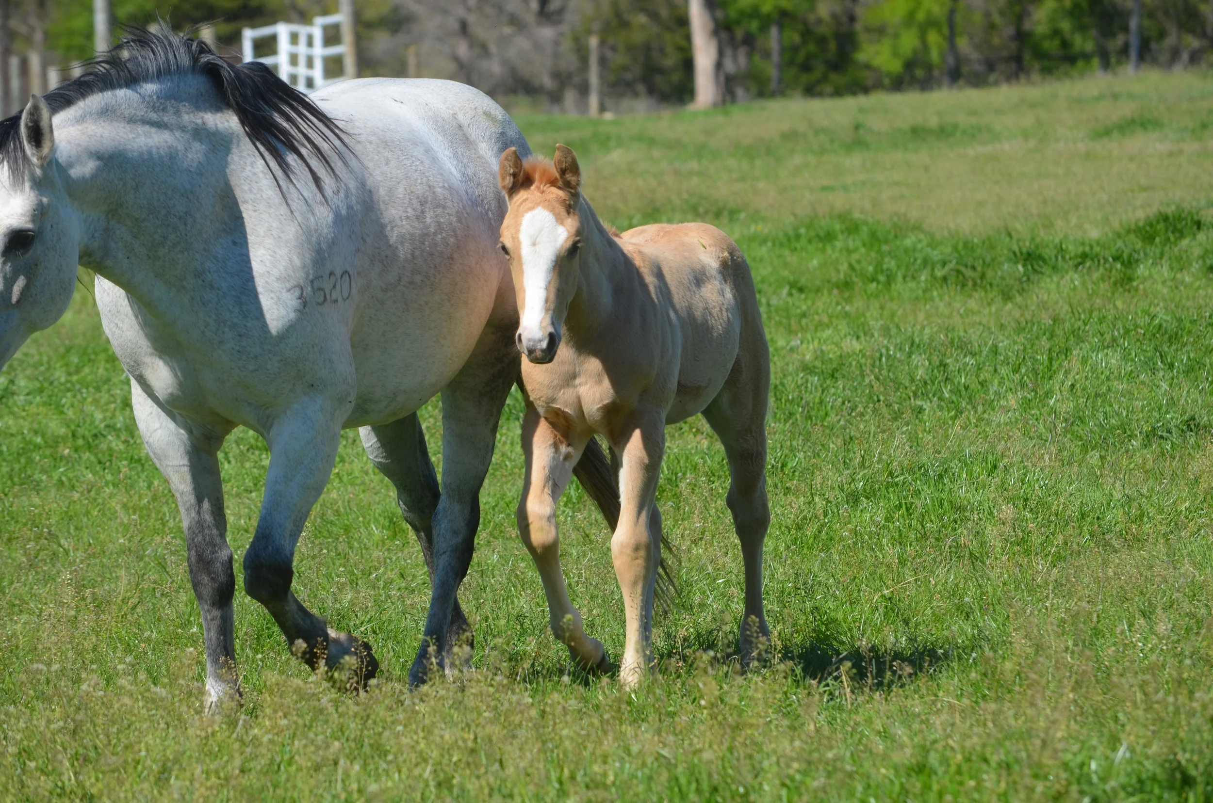 Yellow Jersey x Hickorys Topchic