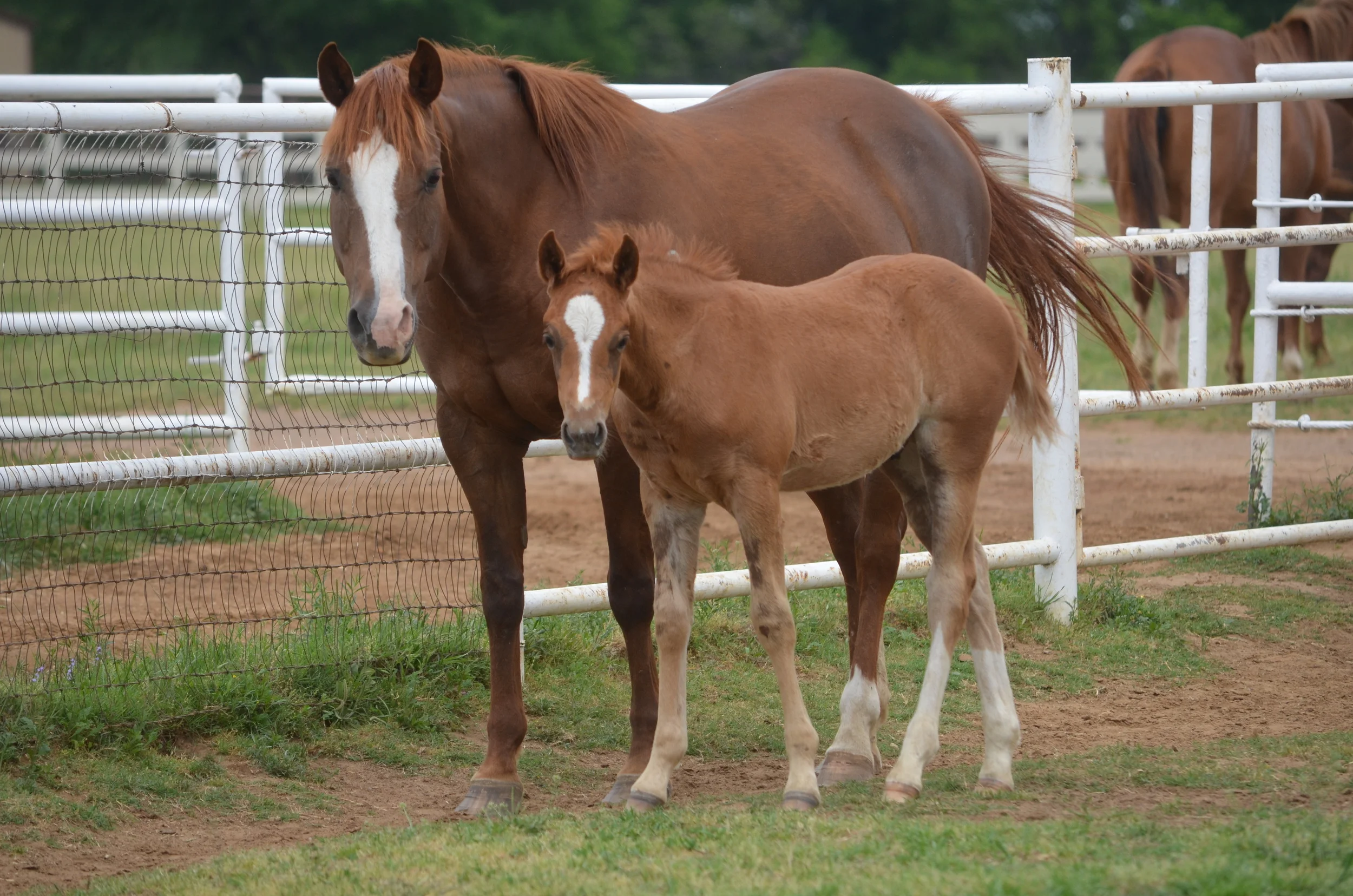 Mister Nicadual x Always Gotyer Gunsup