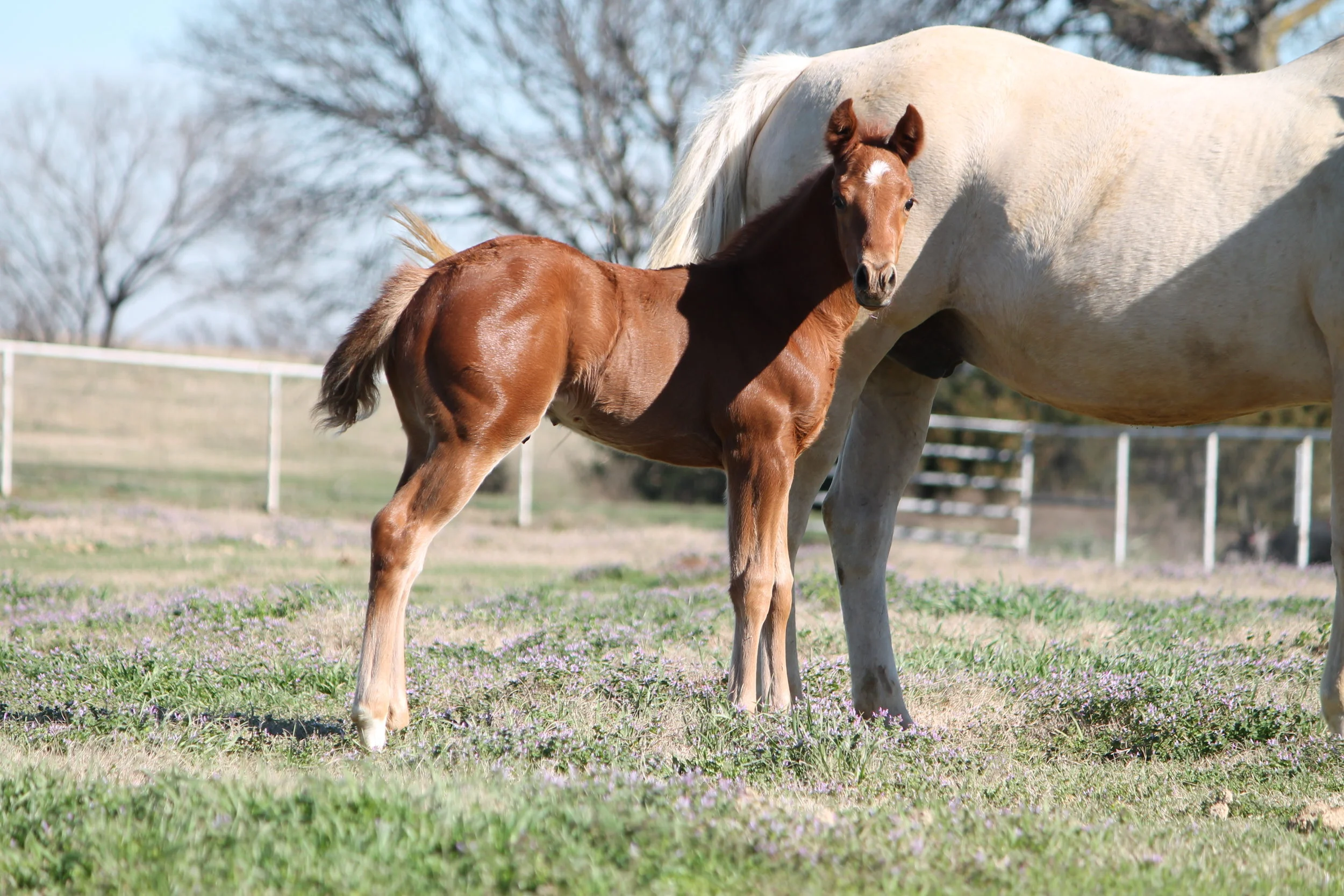 Gunners Tinseltown x Shiners Crystal