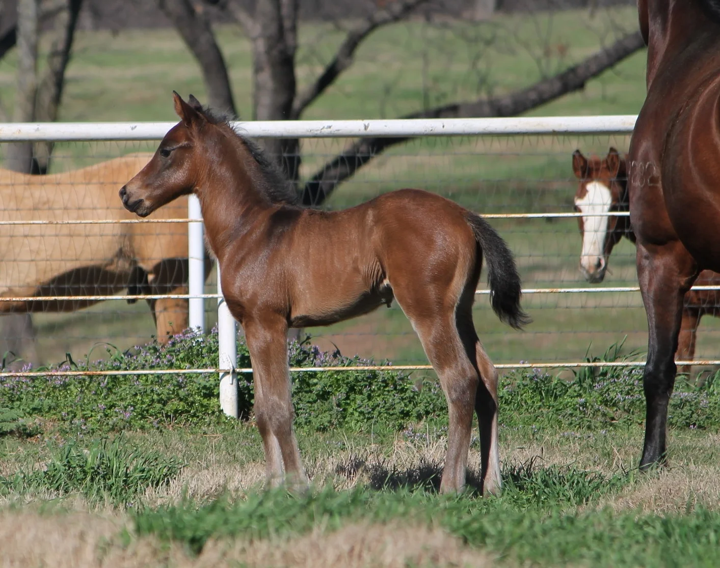 Whizkey N Diamonds x Always Gotyer Gunsup
