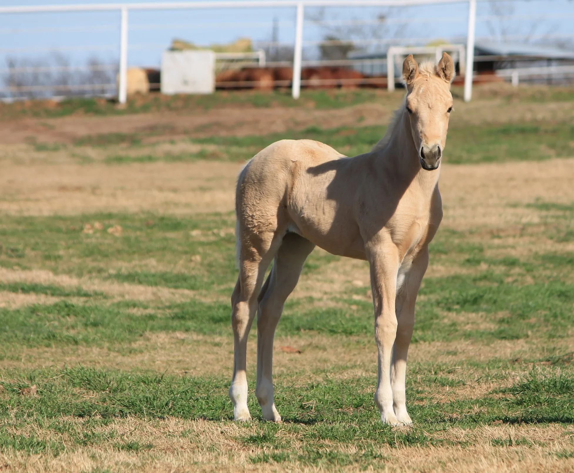 Yellow Jersey x Red Berry Guns