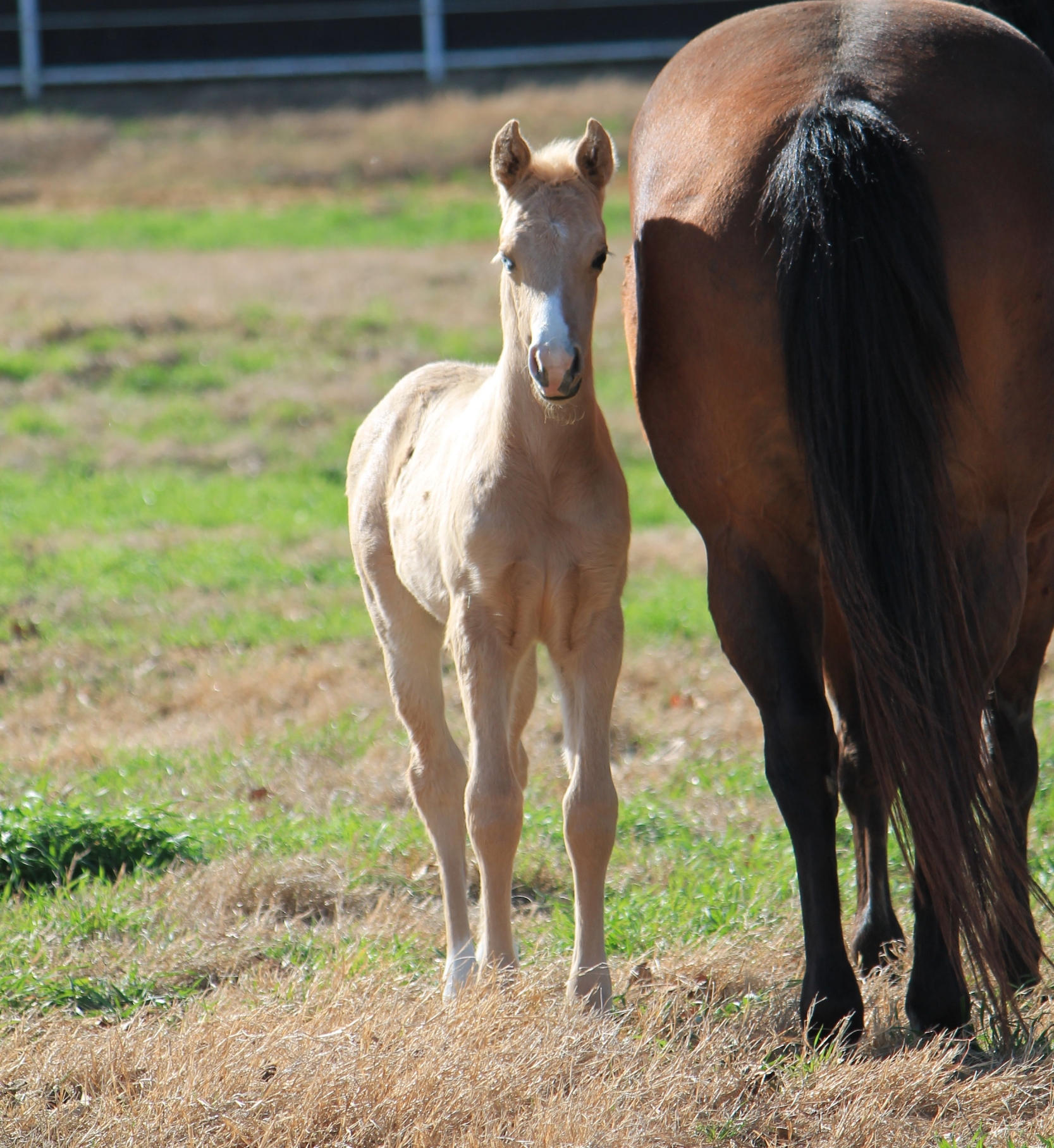 Whizkey N Diamonds x Always Gotyer Gunsup