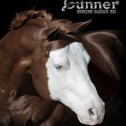 2 Named QUARTER HORSE Paint STUD CARDS Colonels Shining Gun and Gunner On Ice 
