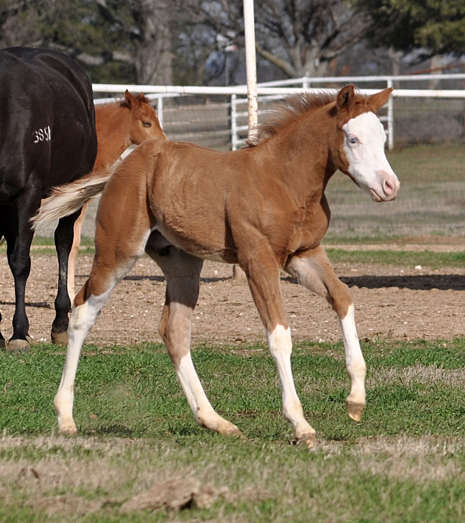 Yellow Jersey x Customized My Gun