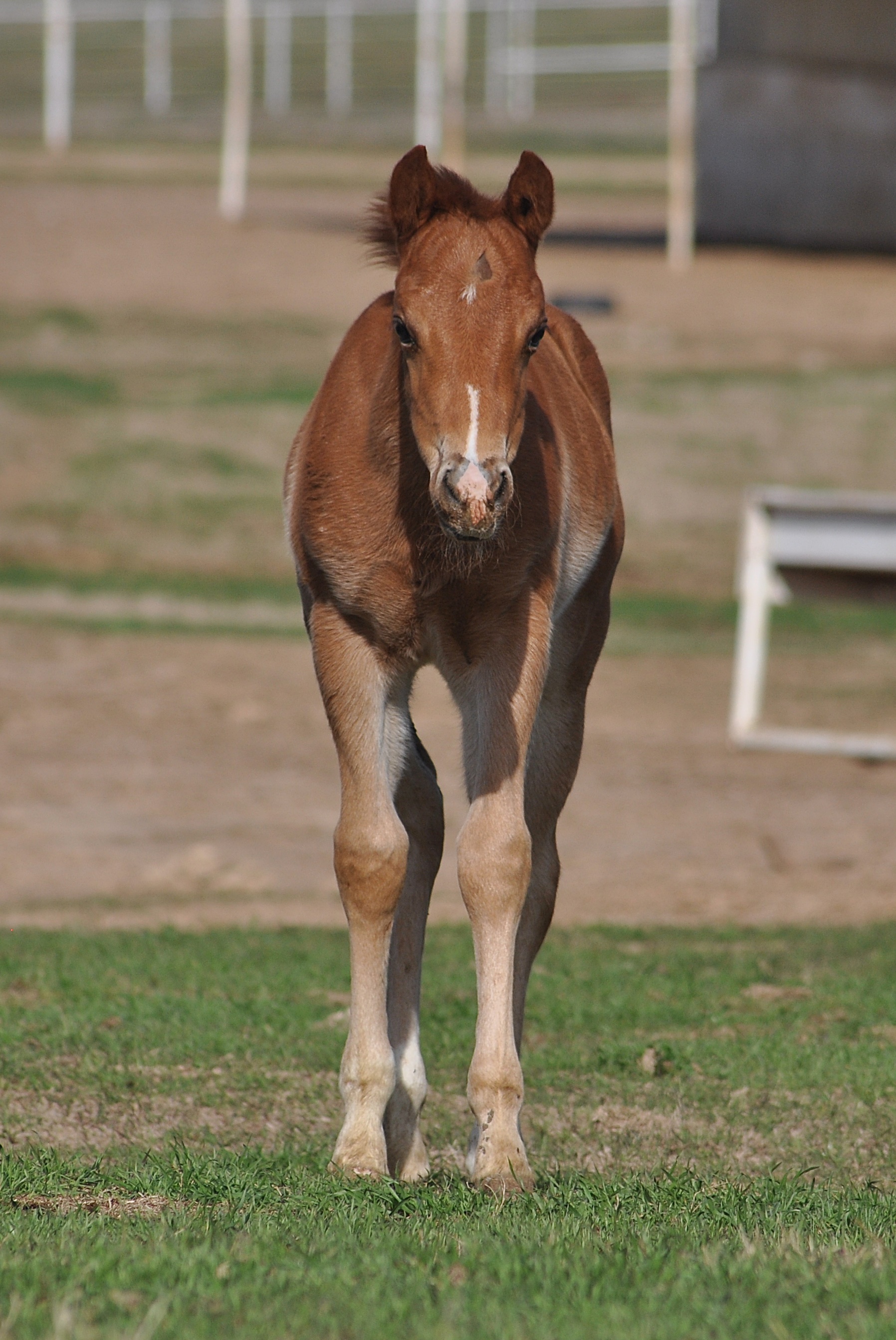 Gunners Tinseltown x Dun Its Deja Vu