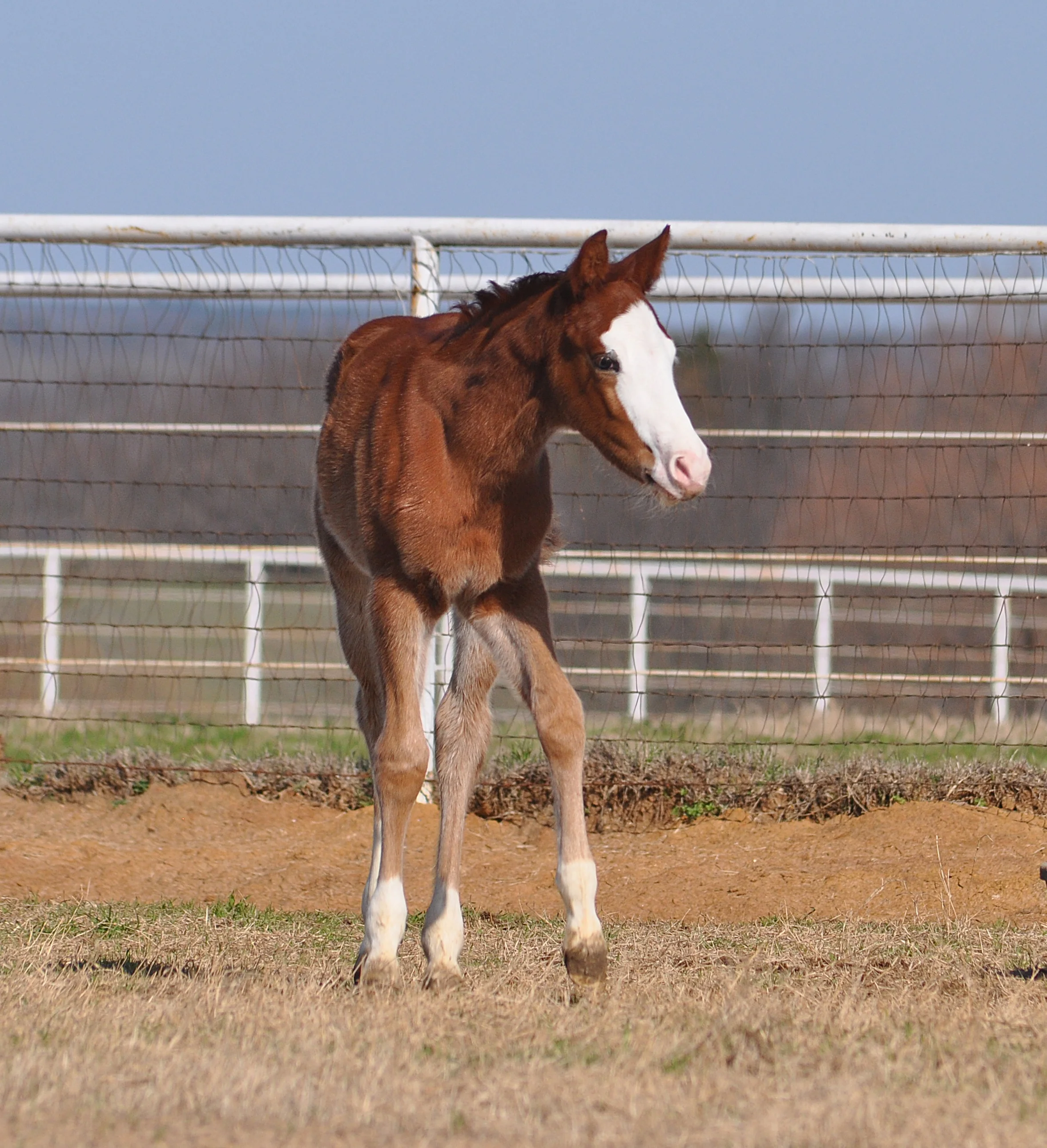 Gunners Special Nite x Shiney Enterprise