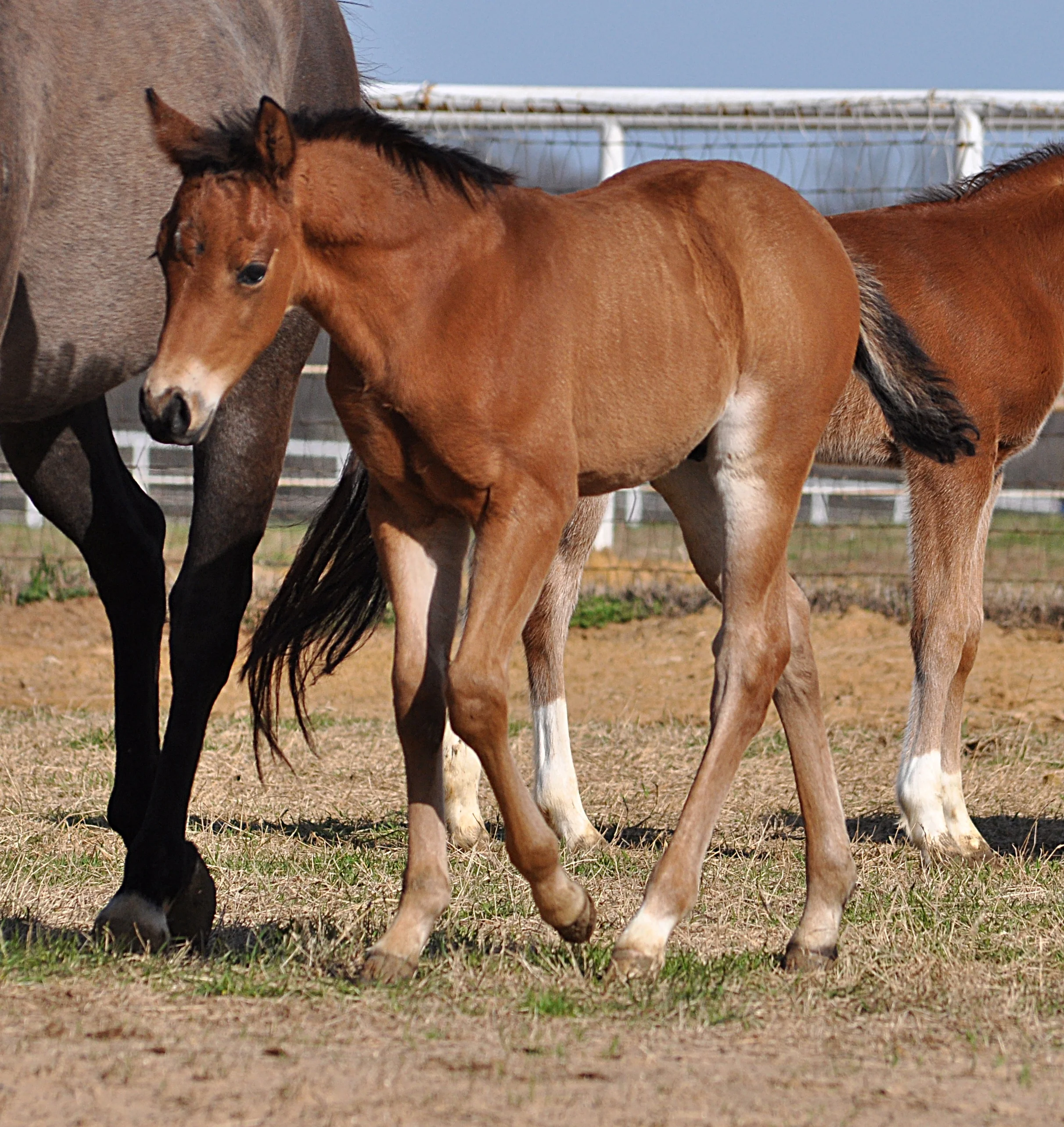 Gunner x Custom Made Dun It