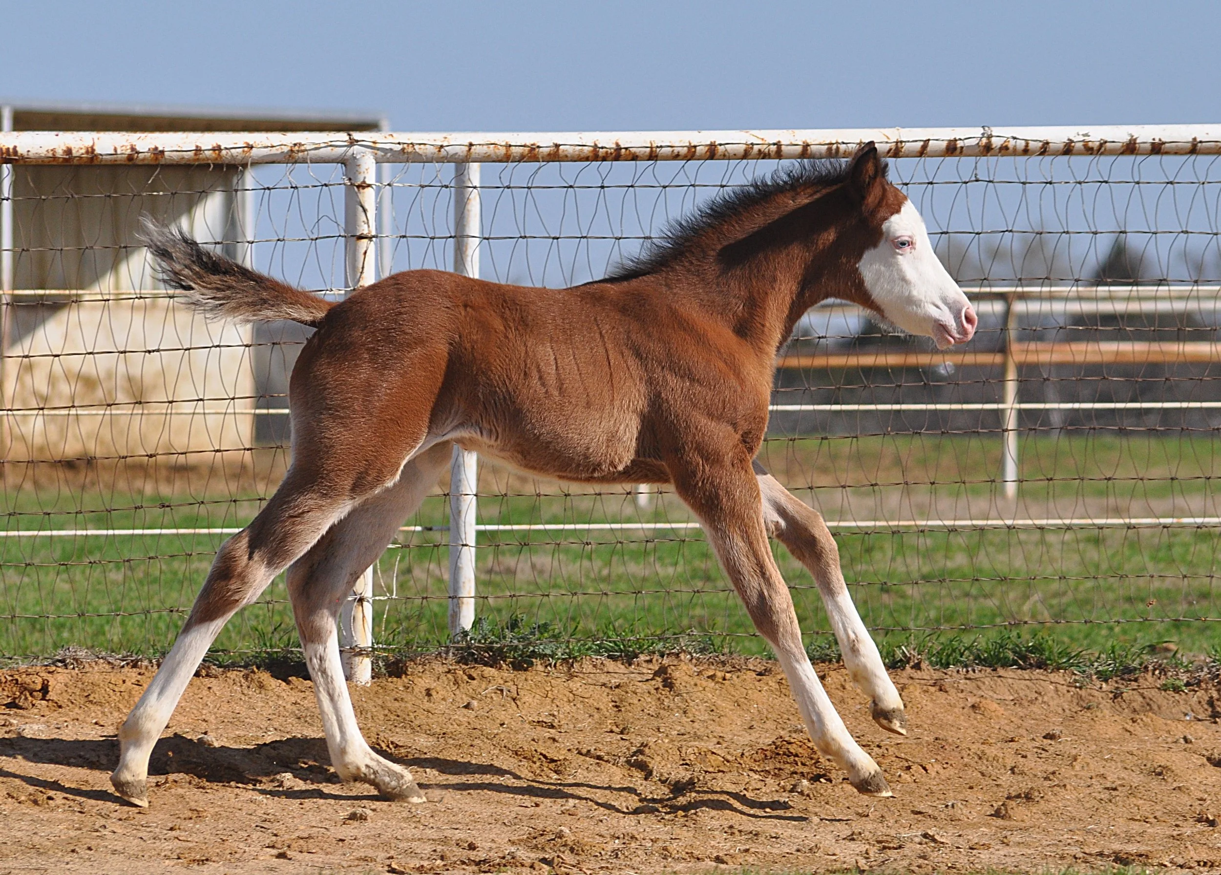 Gunner x Custom Made Dun It