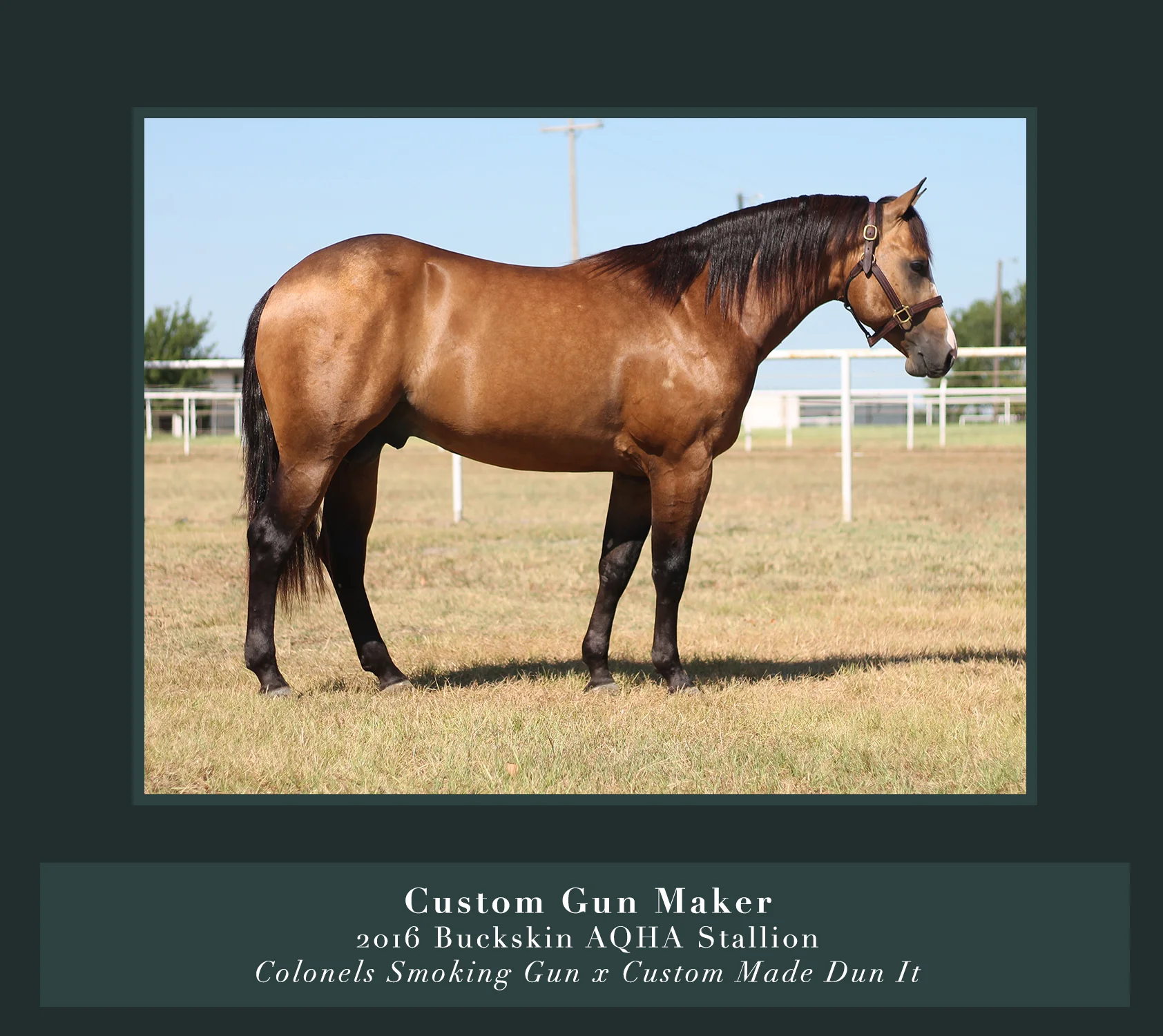 2 Year Olds — McQuay Stables