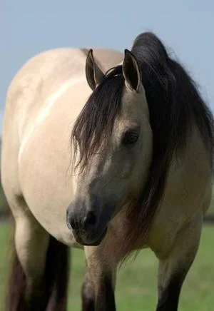 546-hollywood_dun_it__4_million_sire_photo_by_cheryl_magoteaux.jpg