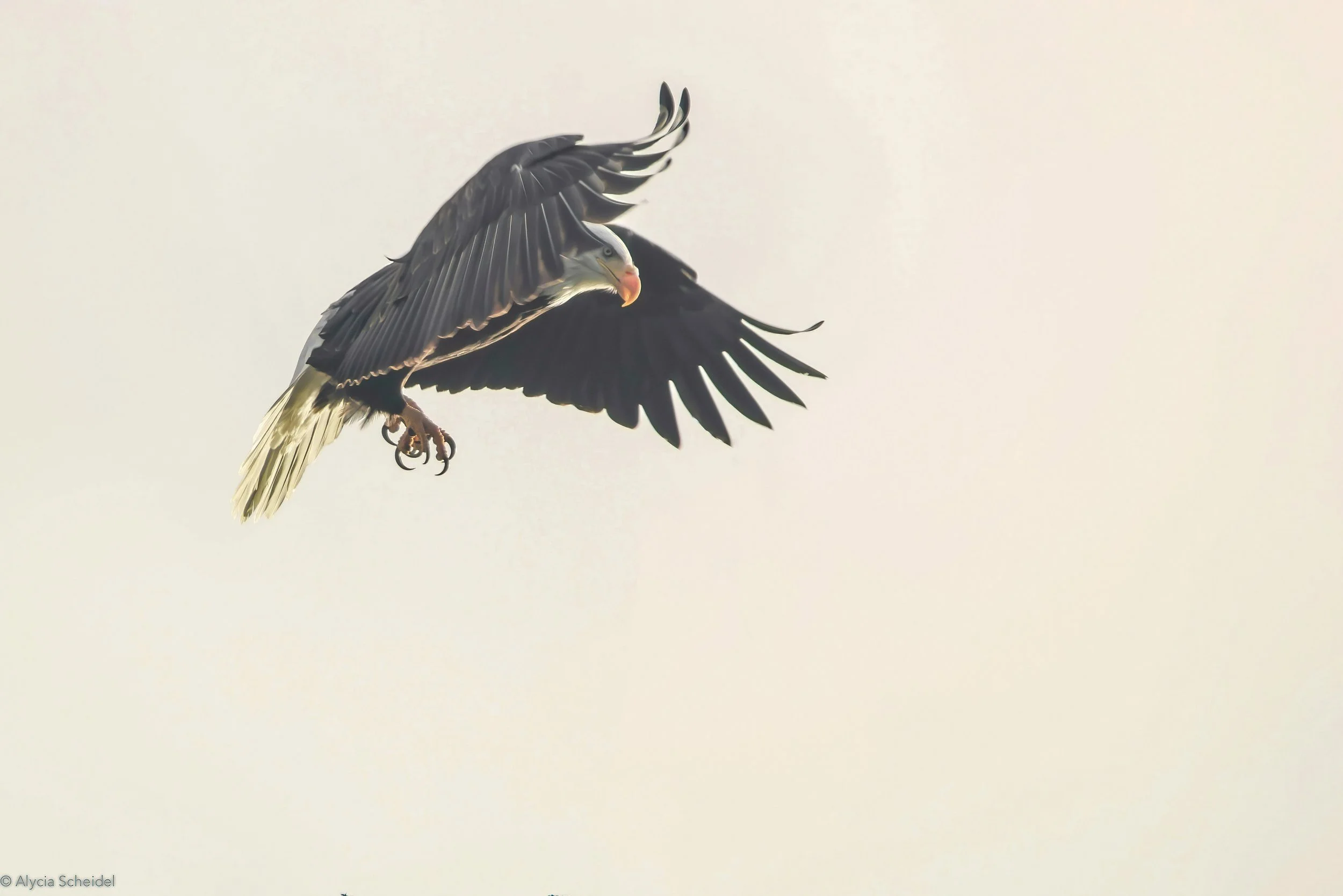 IMG_0618-2 copy-2 copy-DeNoiseAI-standard.jpg