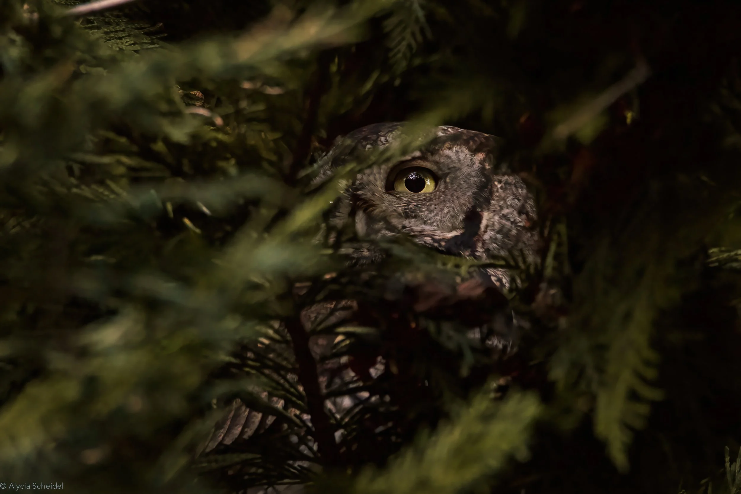 IMG_0654-DeNoiseAI-standard (1).jpg