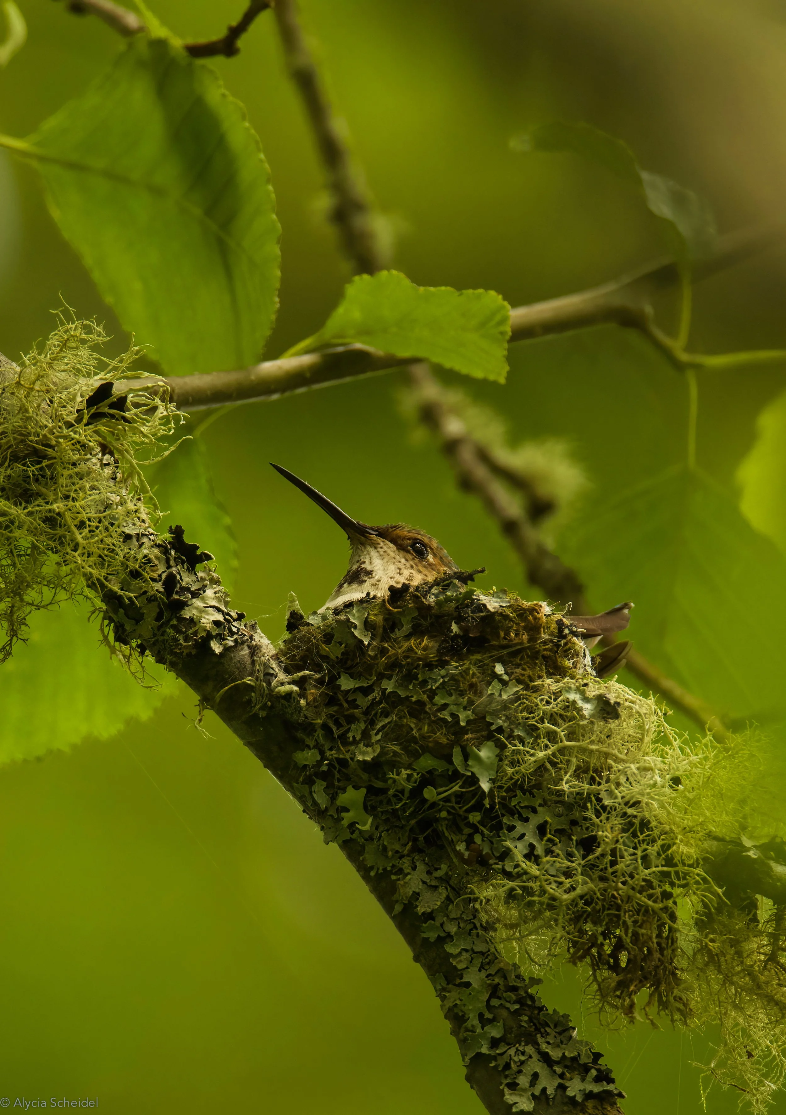 IMG_7138-DeNoiseAI-standard copy.jpg