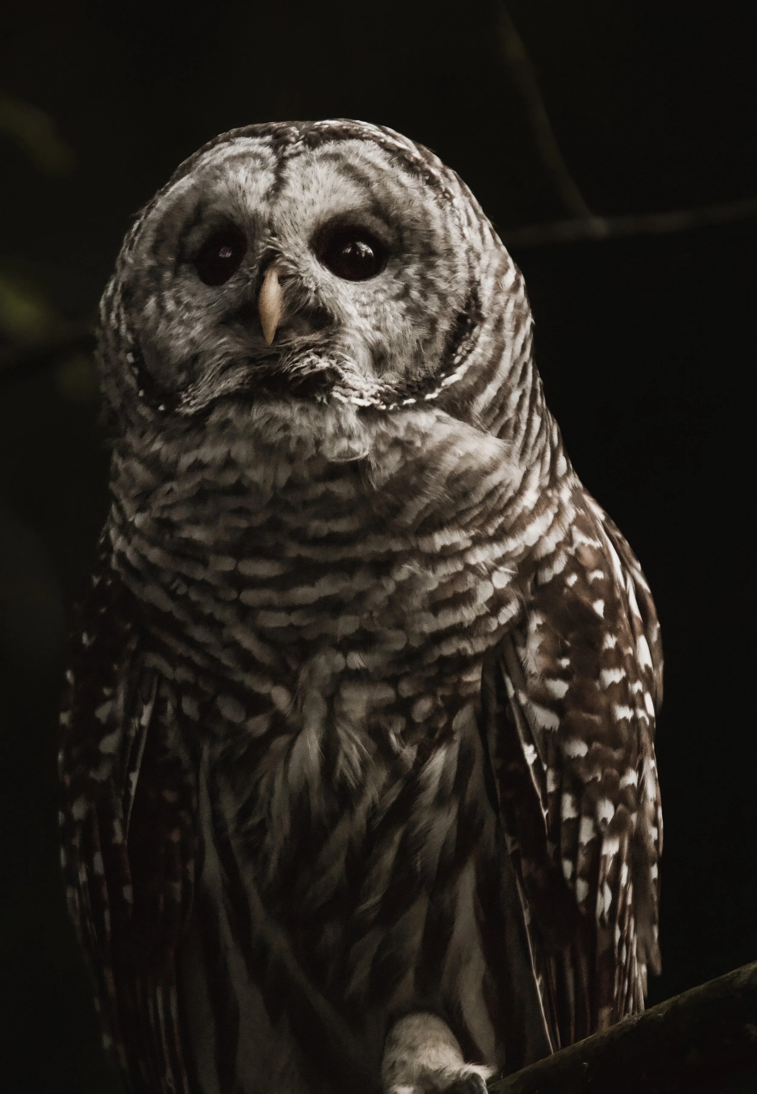 Barred Owl Looking Up.jpg