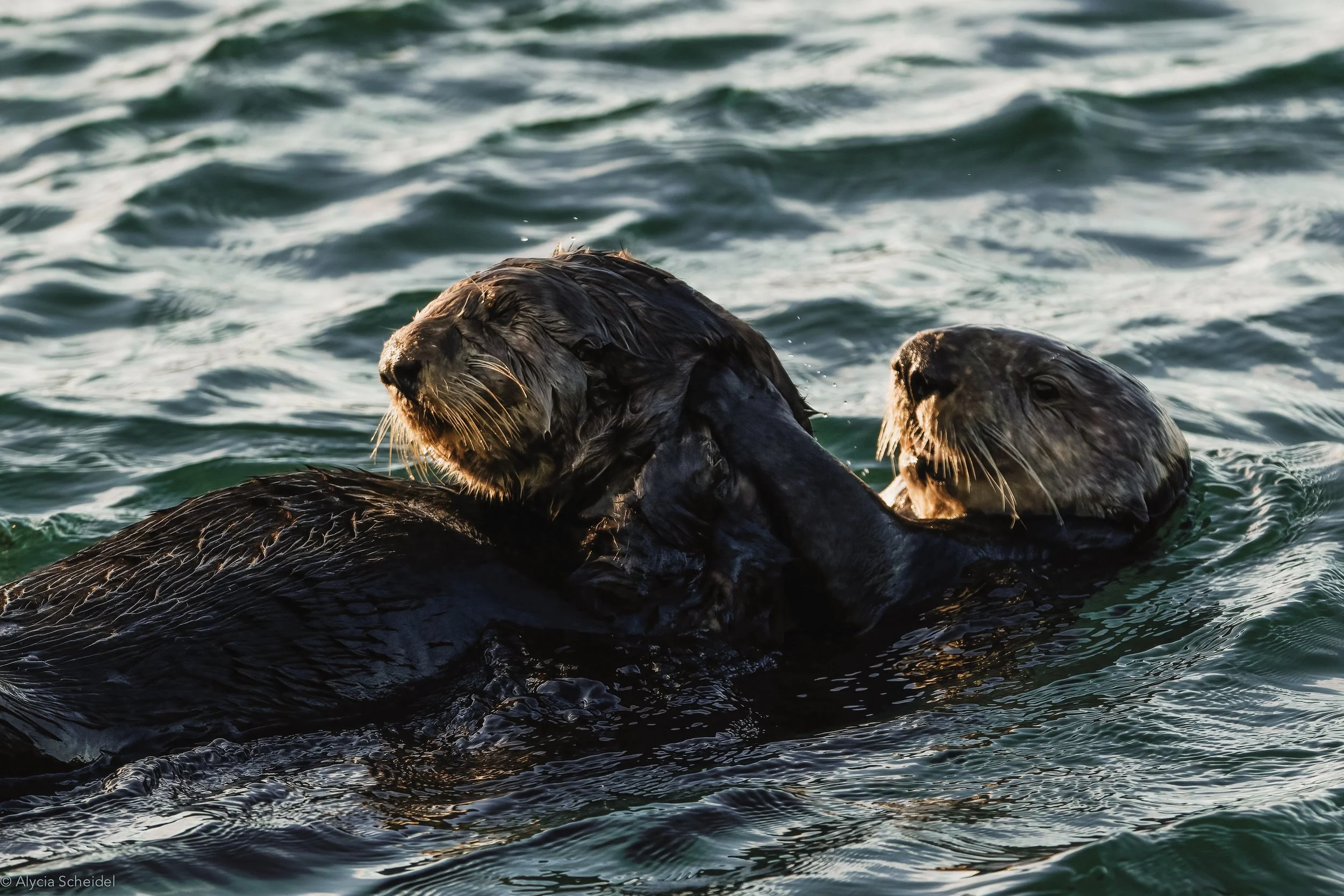 IMG_9949-DeNoiseAI-standard copy-2.jpg