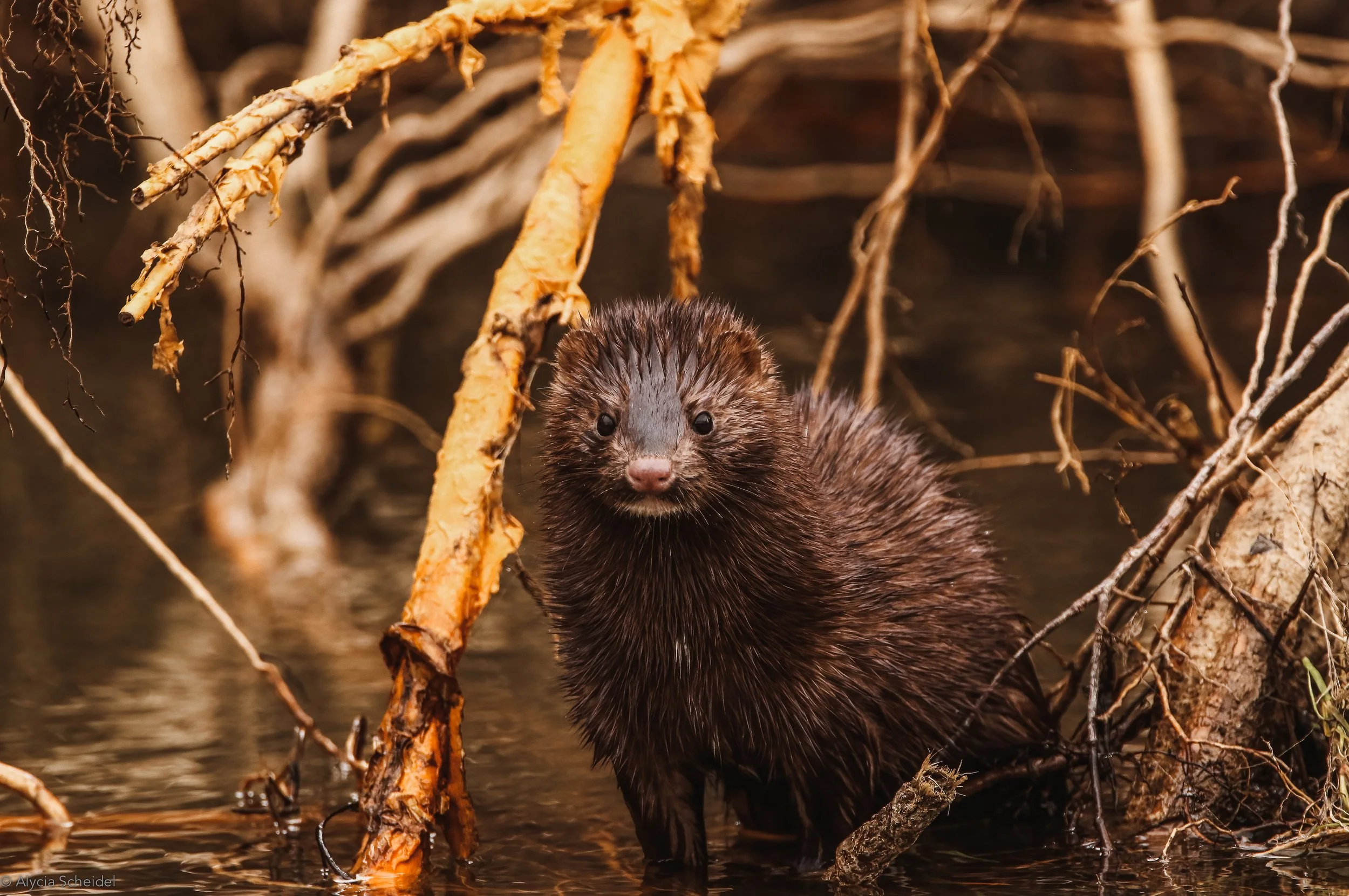 IMG_5250-DeNoiseAI-standard copy-2.jpg