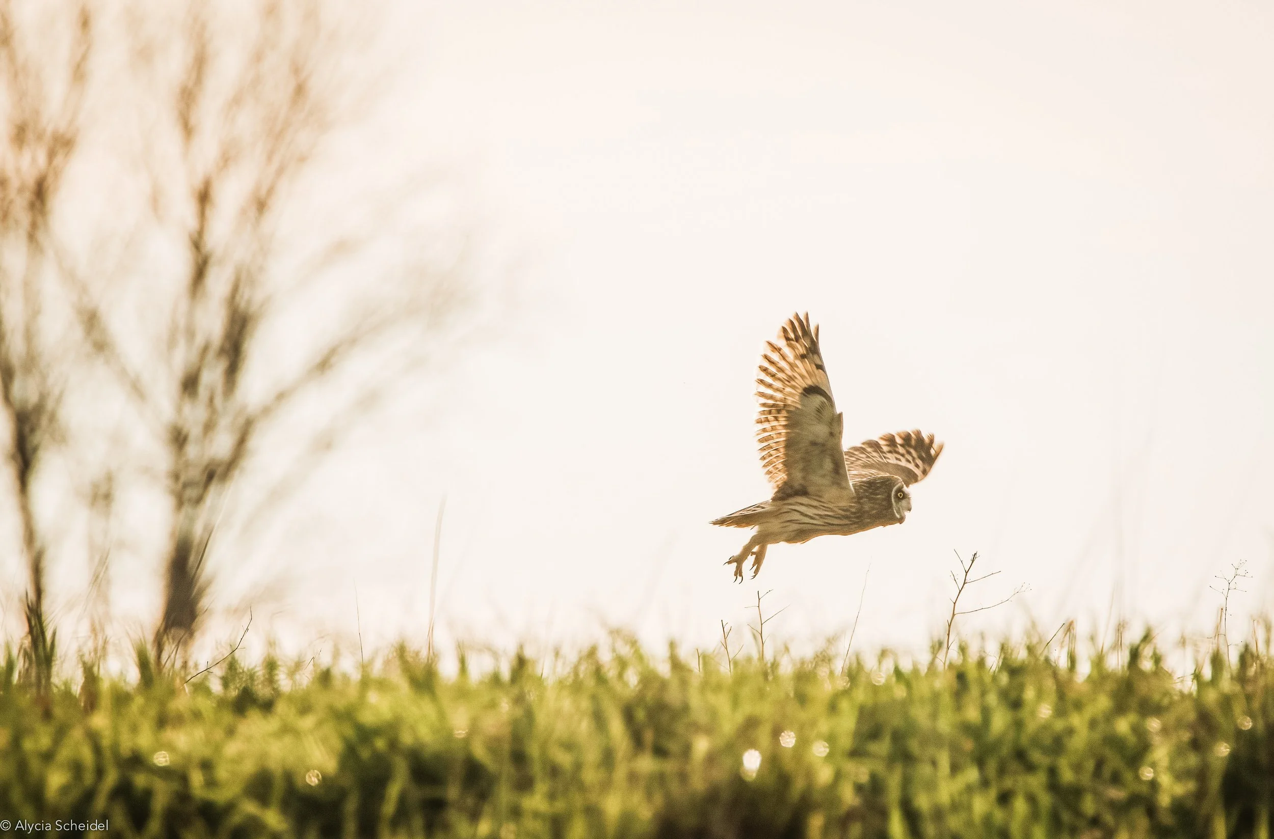 IMG_5406-DeNoiseAI-standard copy-2.jpg