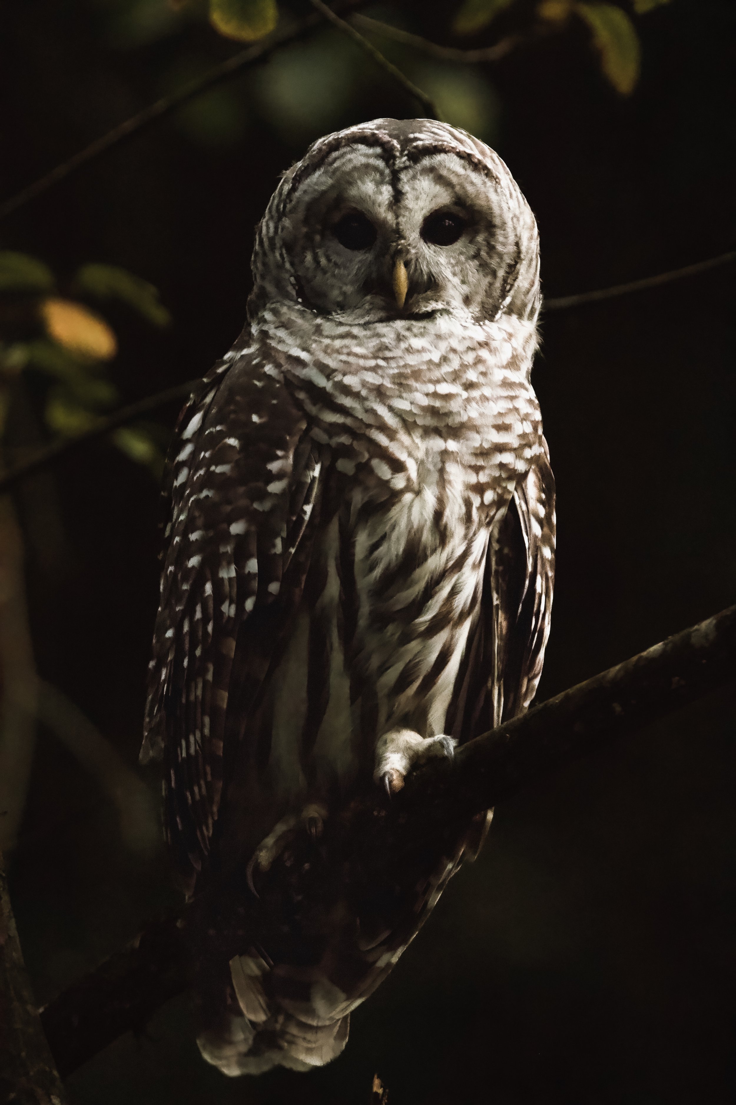 Barred Owl.jpg
