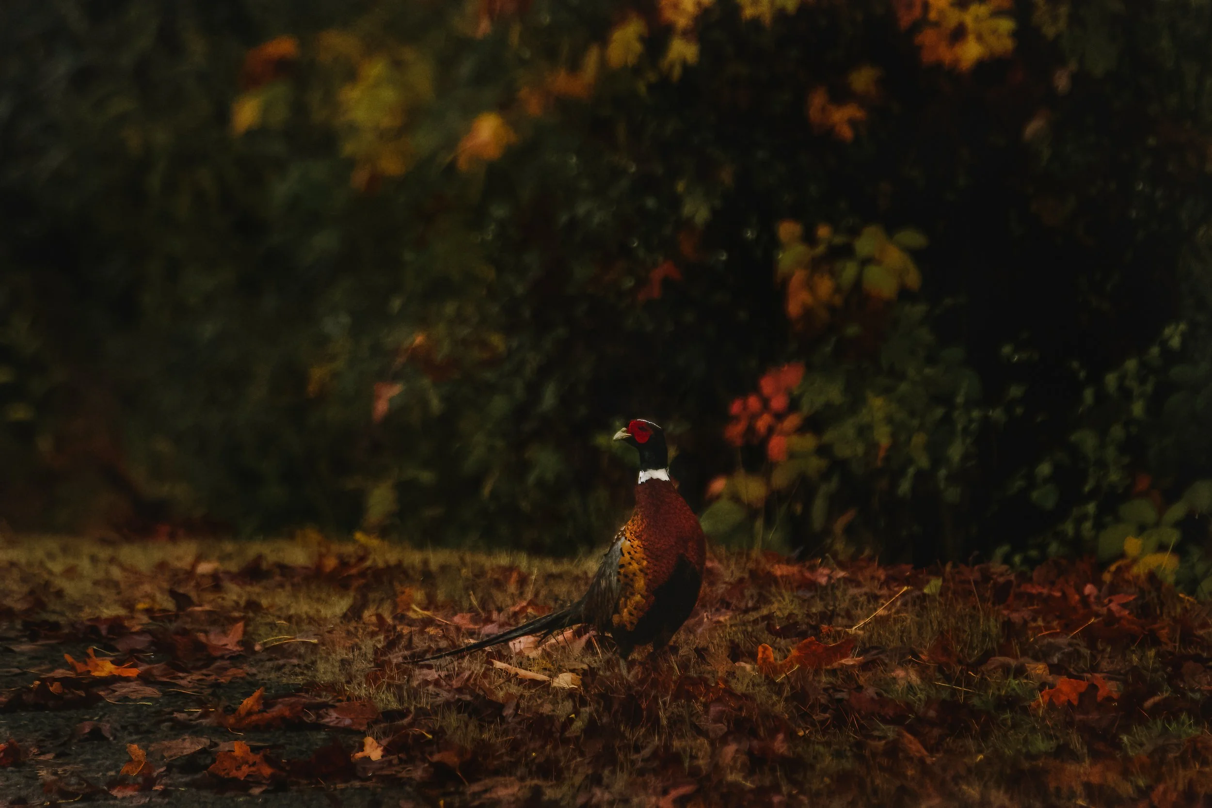 Pheasant in Fall Foliage card-1.jpg