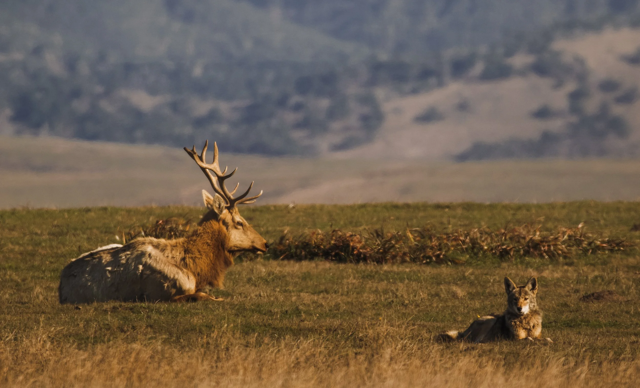 Coyote and Bull Elk.jpg