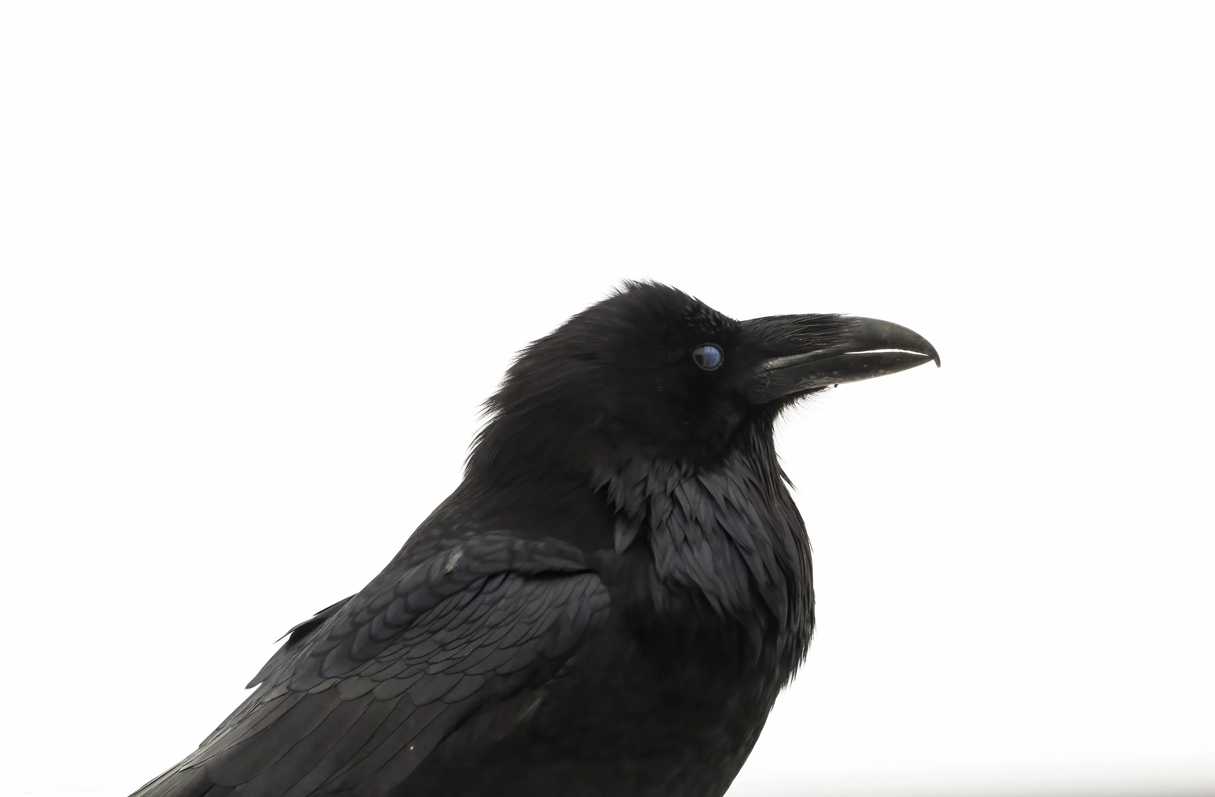 Raven.jpg