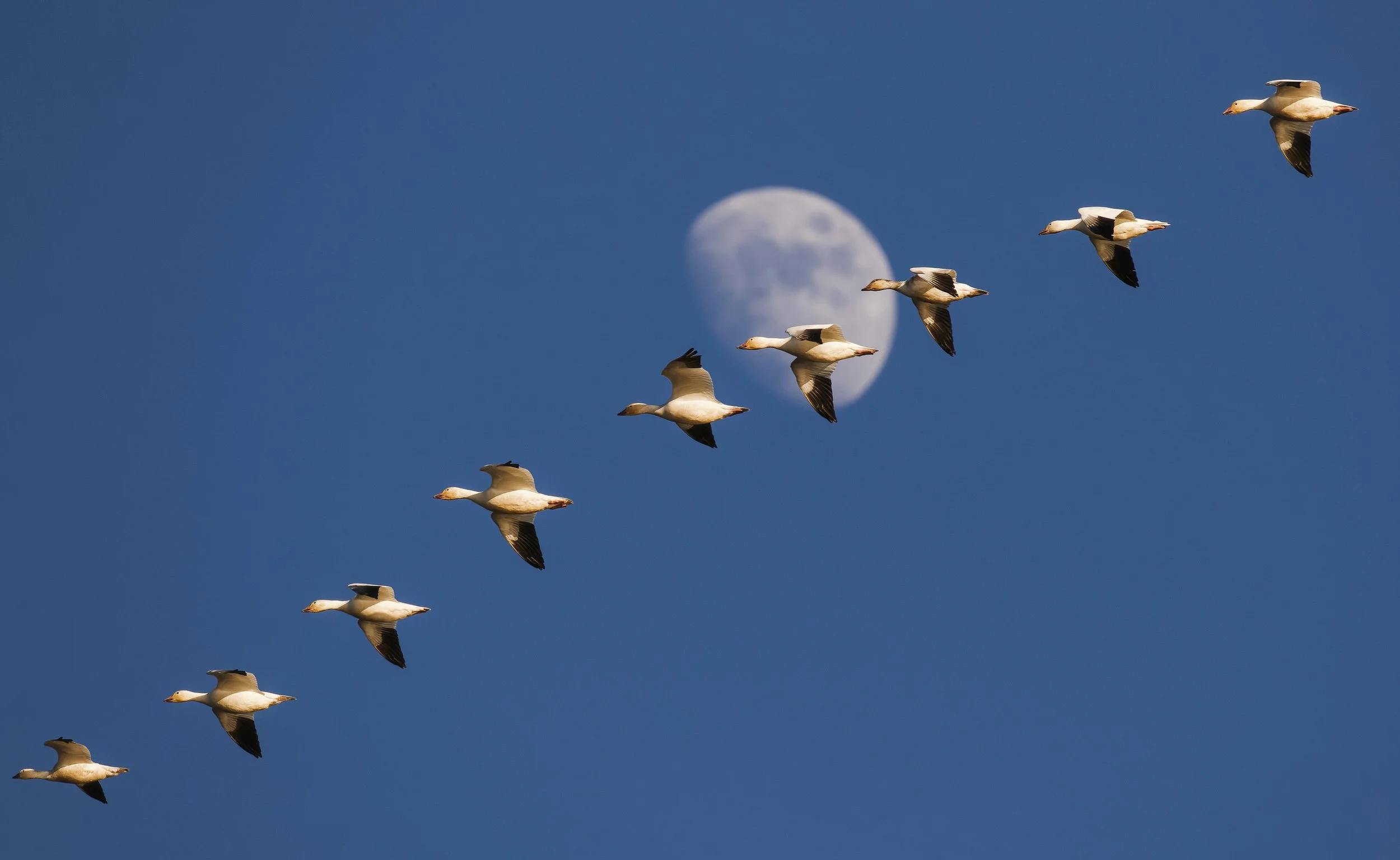 Geese and Moon-DeNoiseAI-standard.jpg