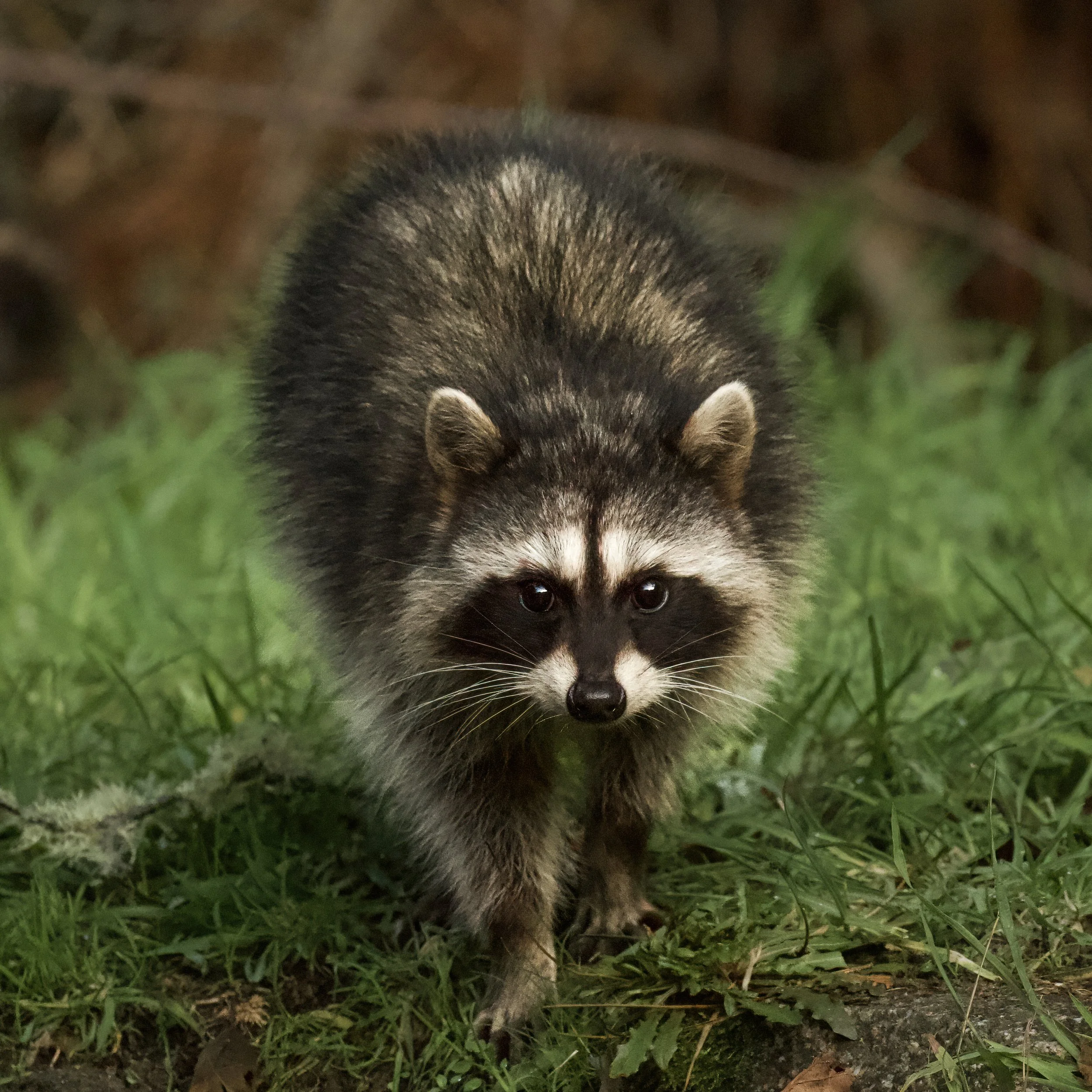 Raccoon Kit-1-DeNoiseAI-standard.jpg