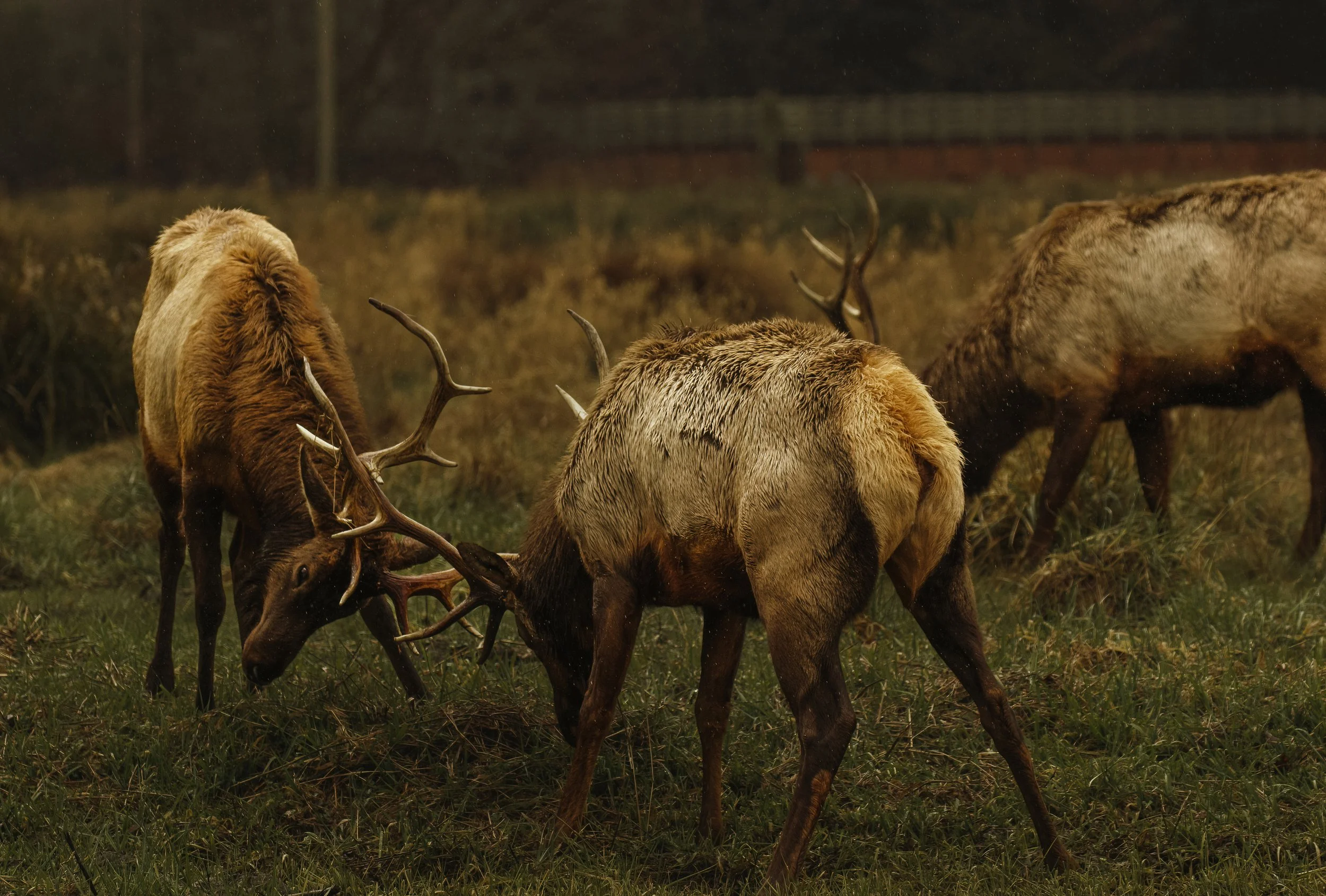 Sparring Elk-DeNoiseAI-standard.jpg