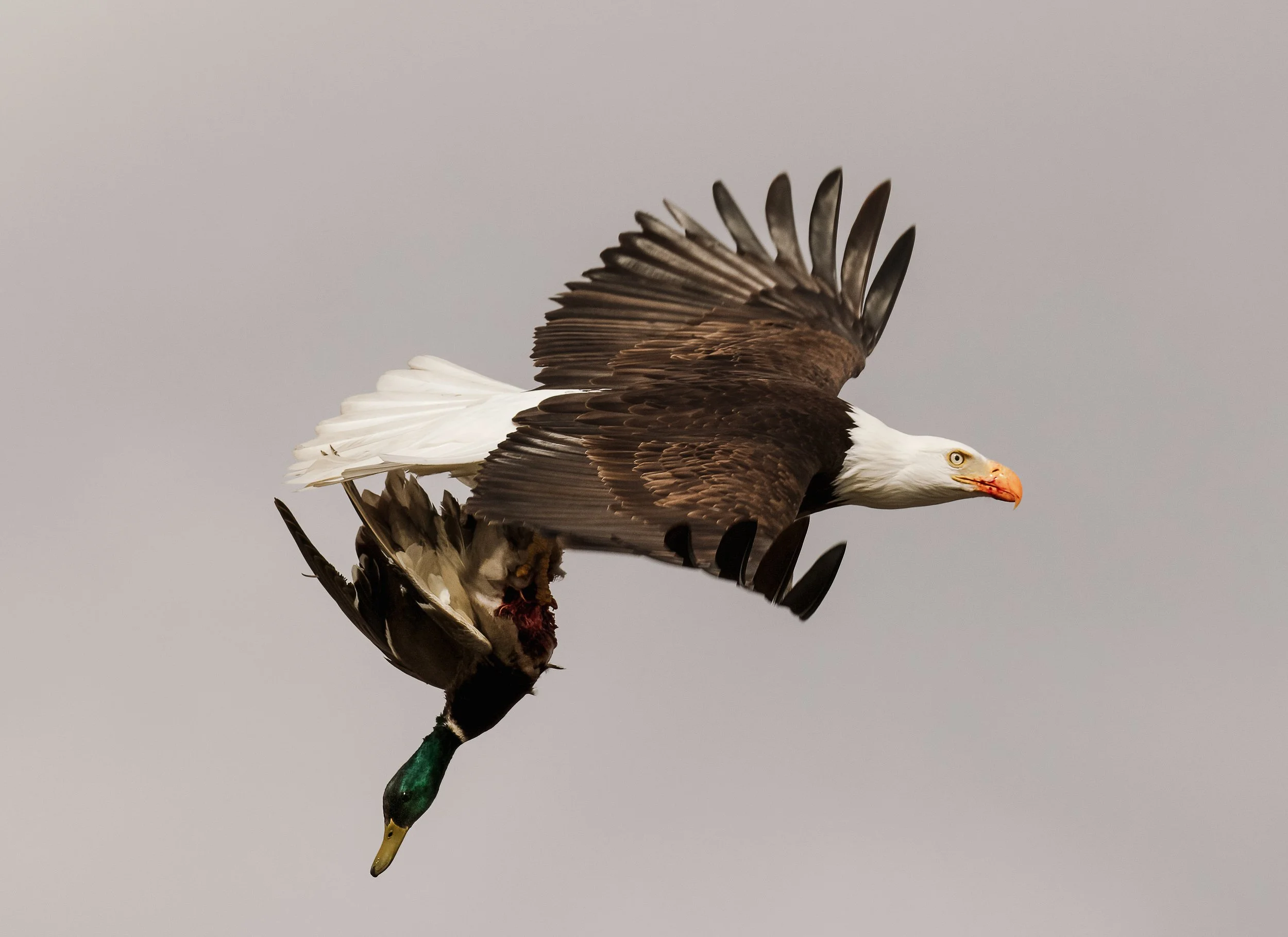 Eagle with Mallard-1.jpg