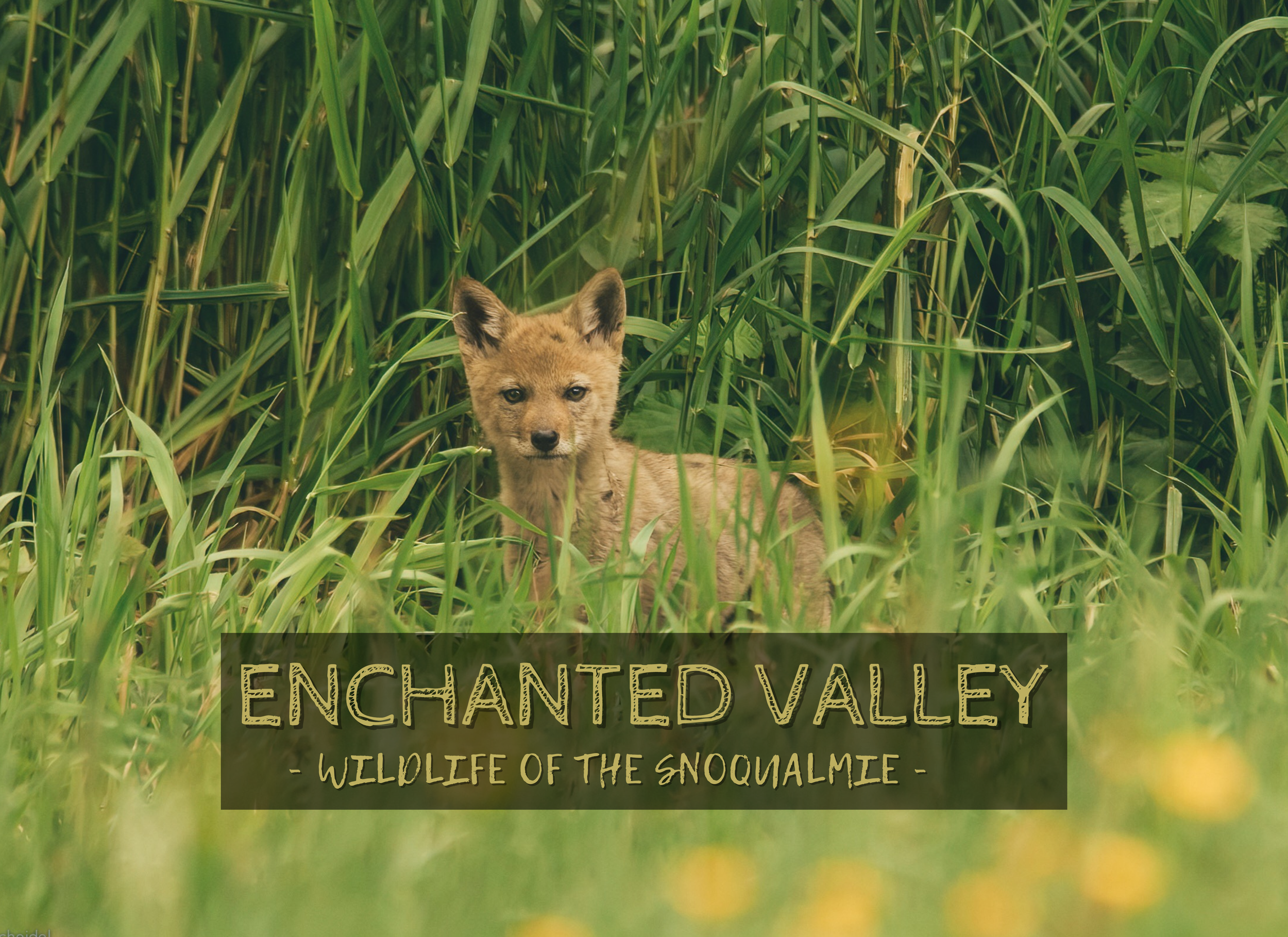 enchanted valley (1).png