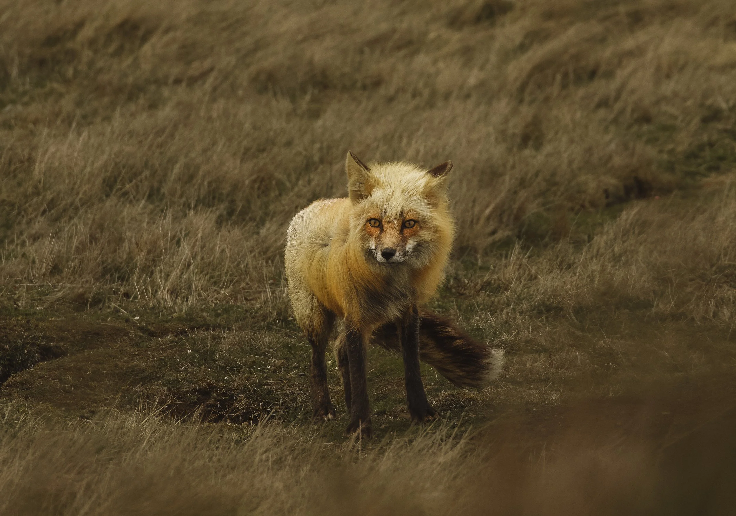 Red Fox.jpg