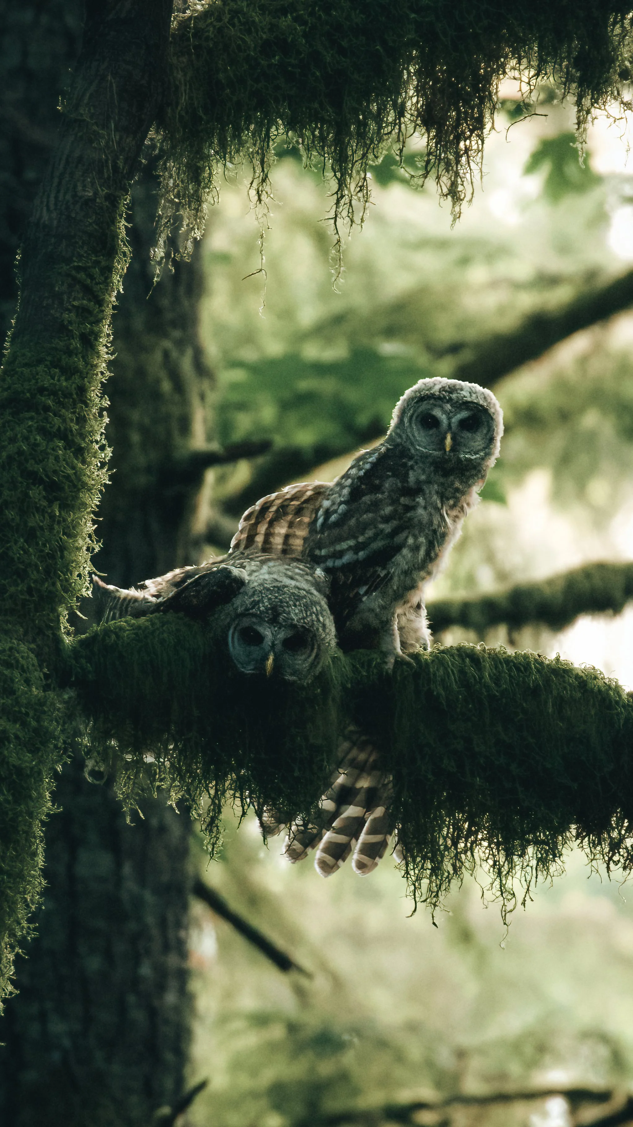 Juvenile Barred Owls-6-DeNoiseAI-standard.jpg
