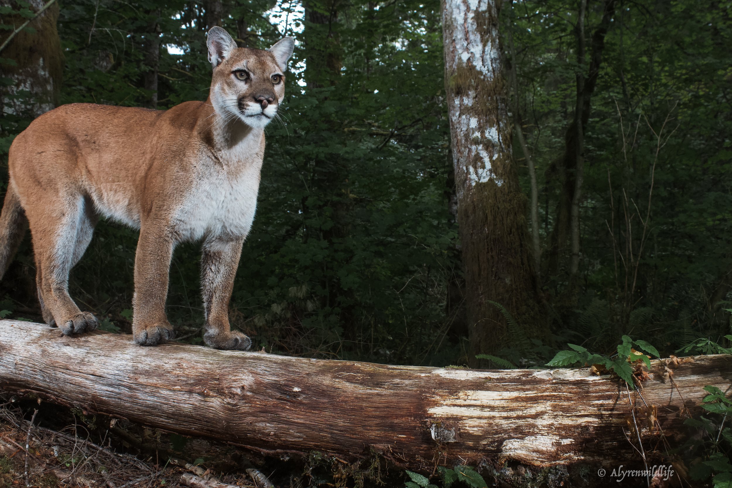 Cougar mom and Juveniles-2.jpg