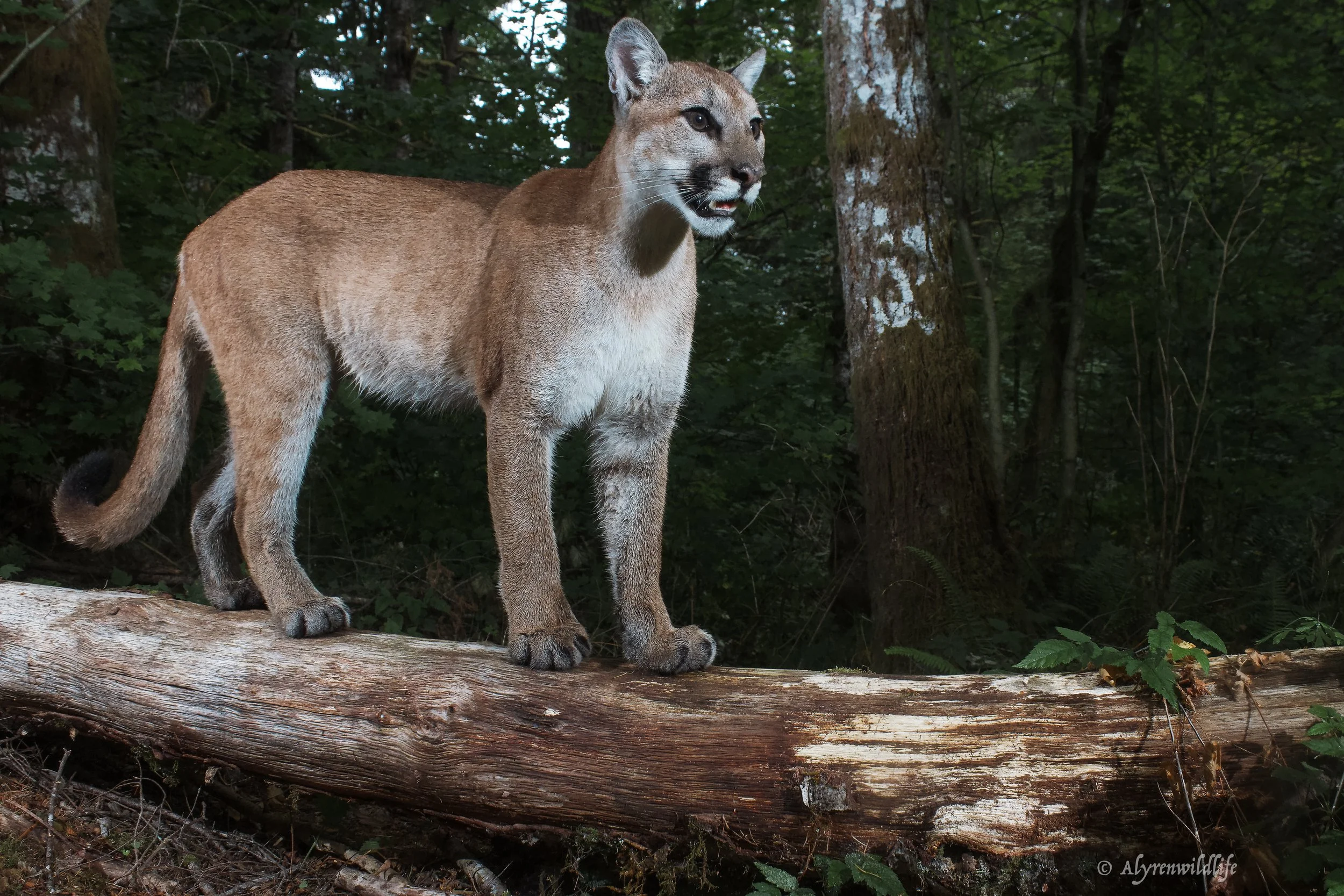 Cougar mom and Juveniles-1.jpg