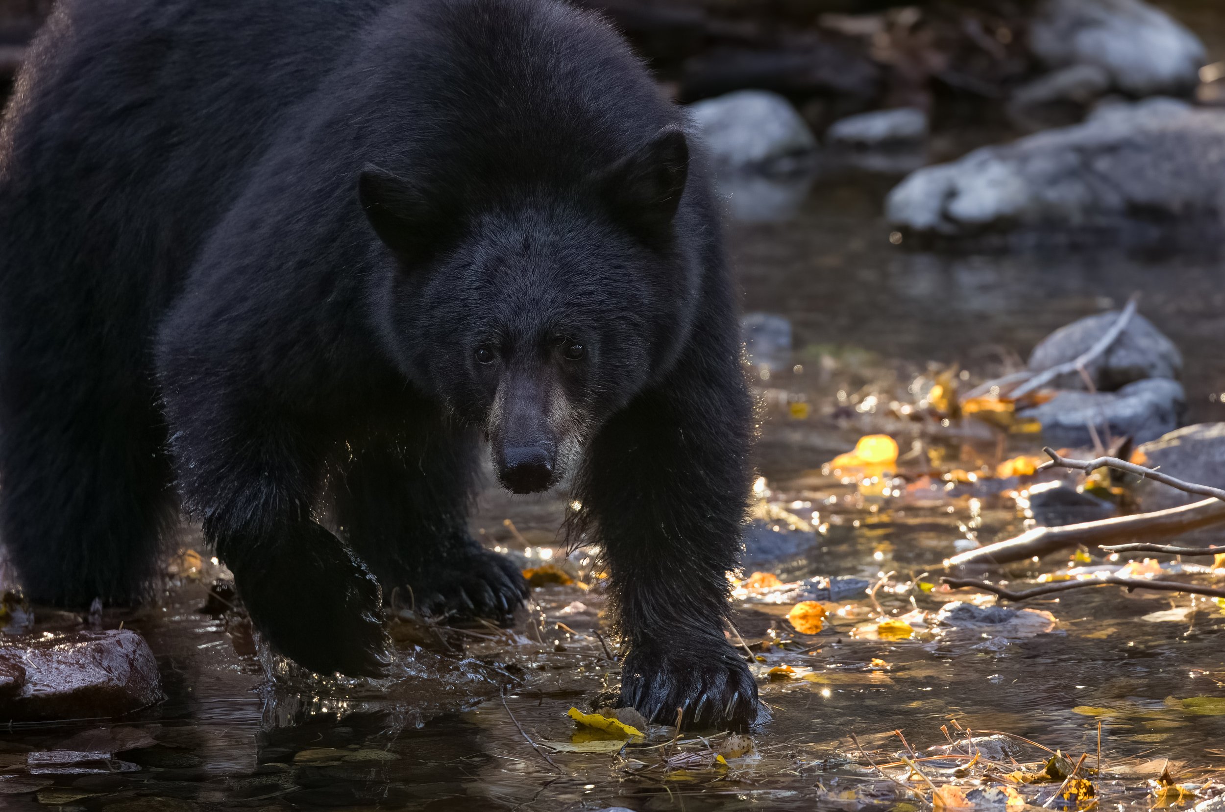Black Bear Fishing 2.jpg