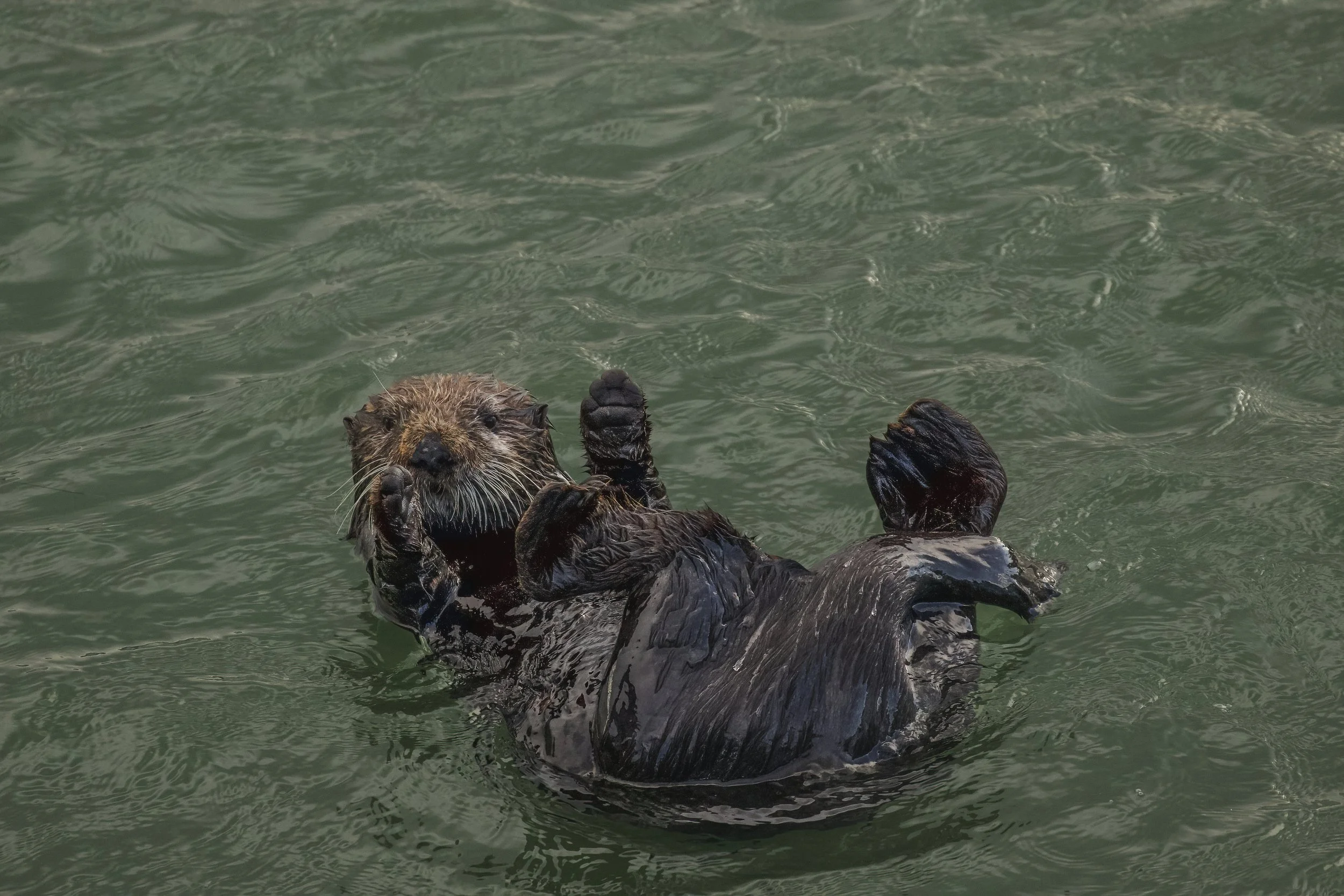 Santa Cruz Sea Otter 2-DeNoiseAI-standard.jpg