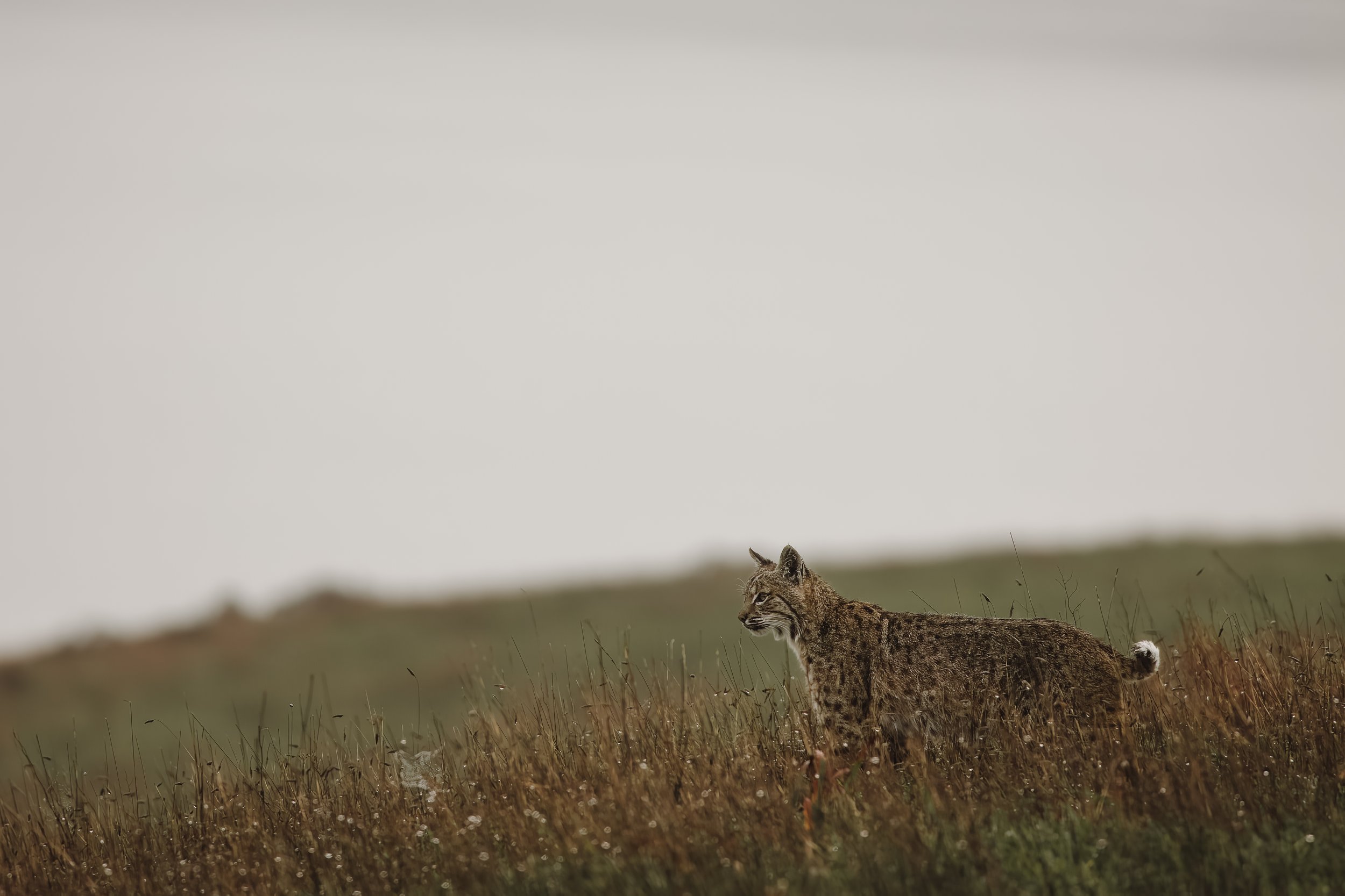 Point Reyes Bobcat.jpg