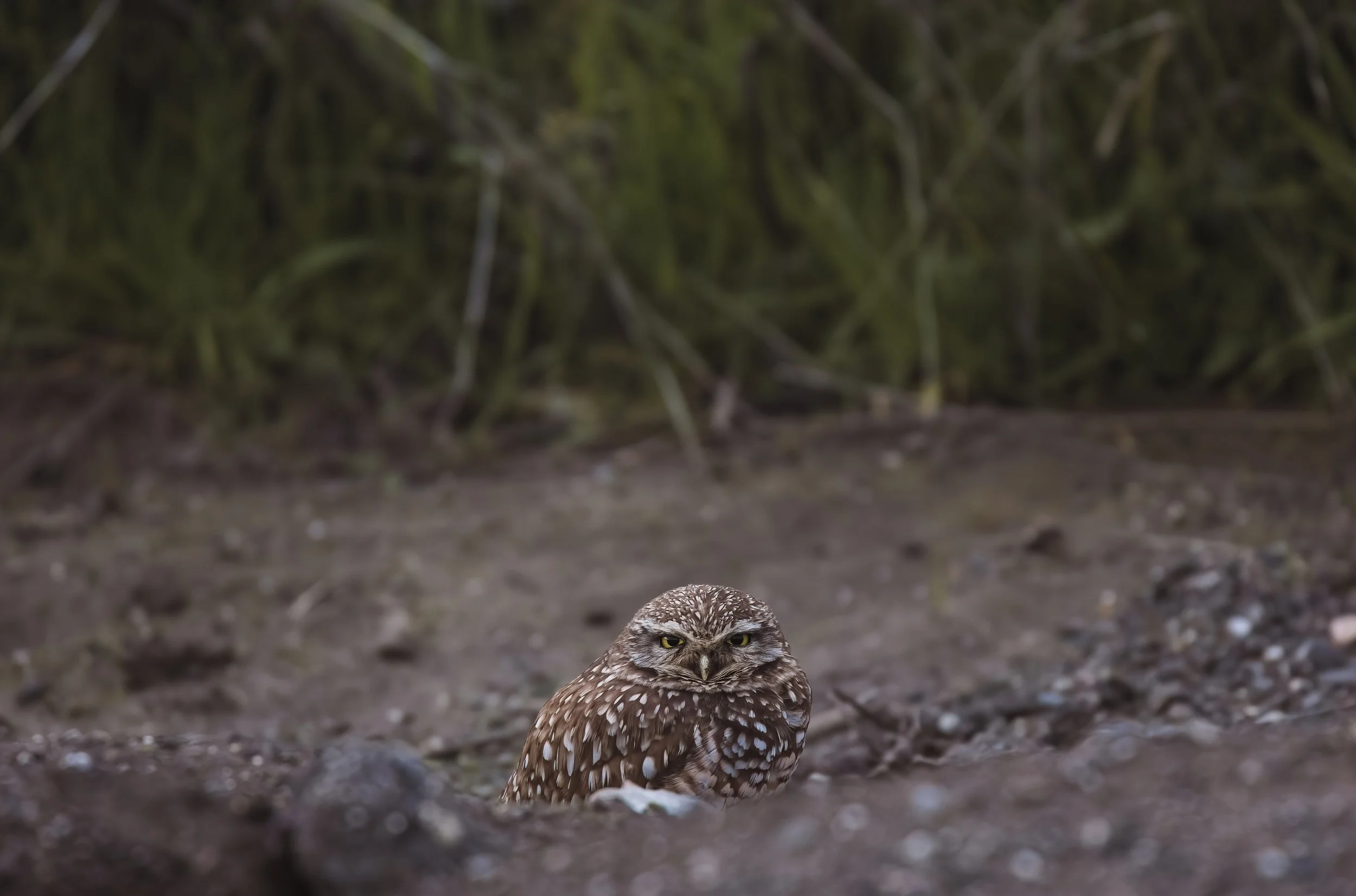 Burrowing Owl-2.jpg