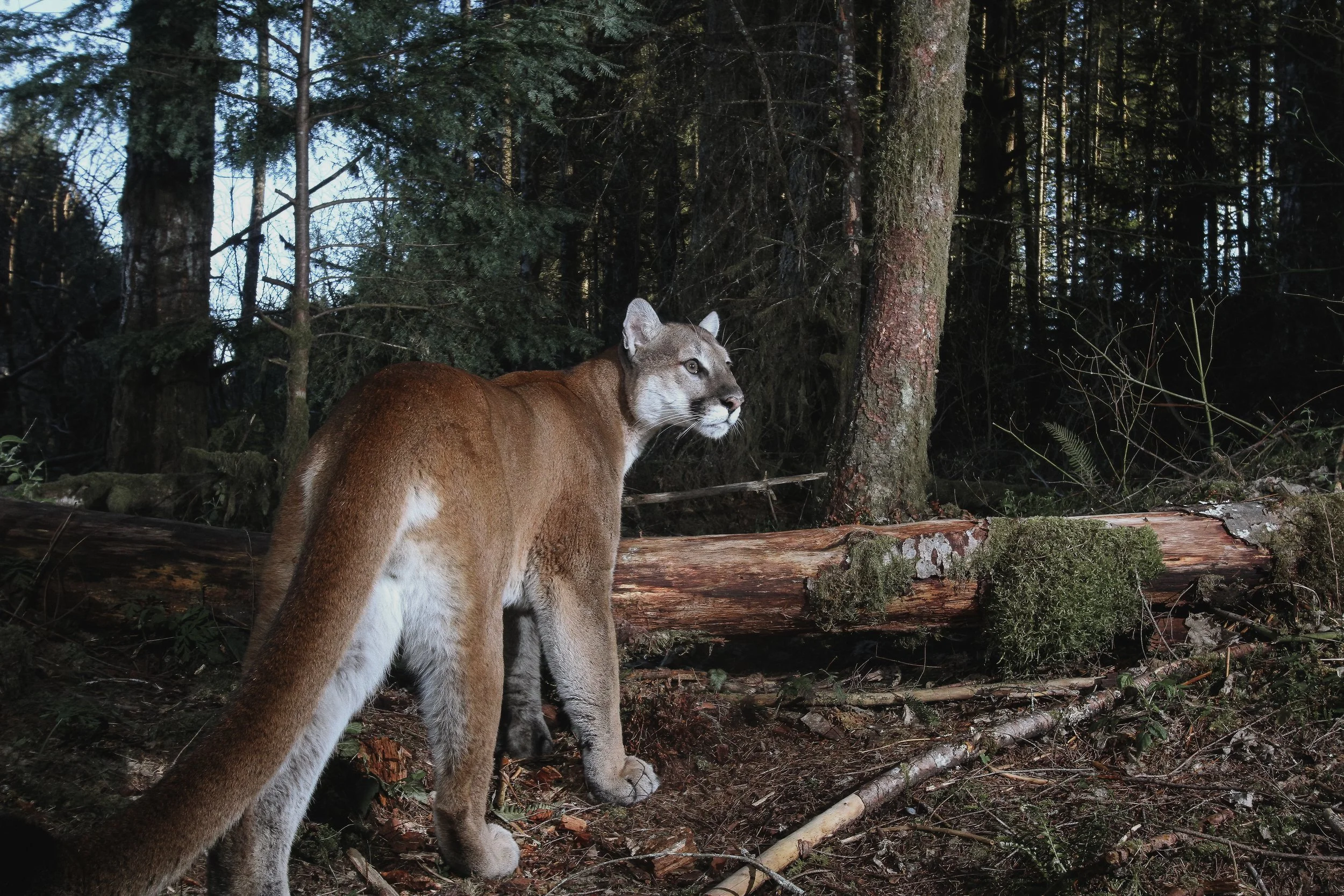 Male Cougar 4-17-24.jpg