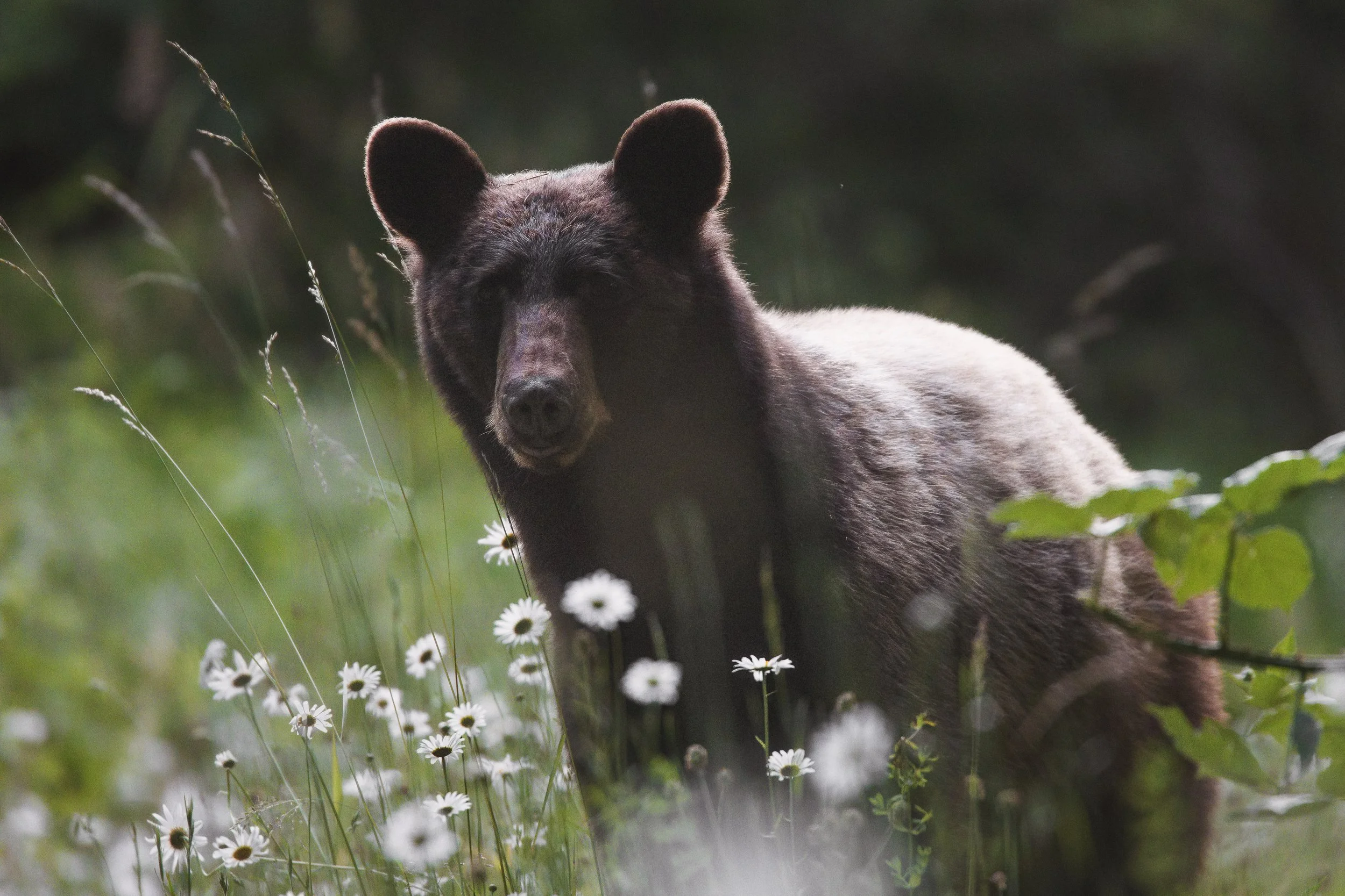 Brown Black Bear.jpg