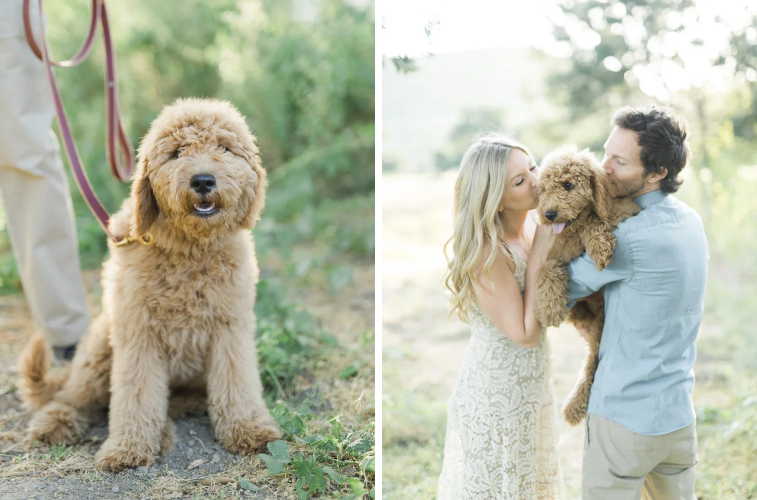 GoldenDoodle_0007.jpg