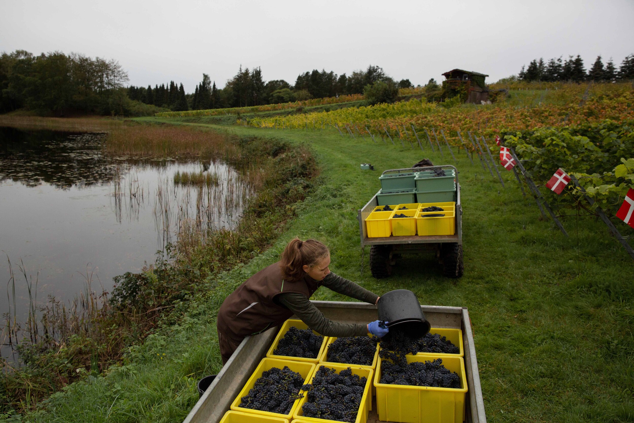 Skaersoegaard_wineDK13.jpg