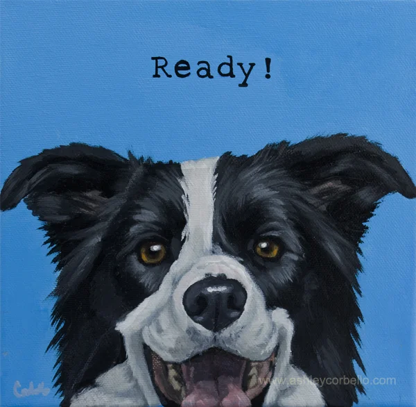 ashleycorbello_collie_ready small.jpg