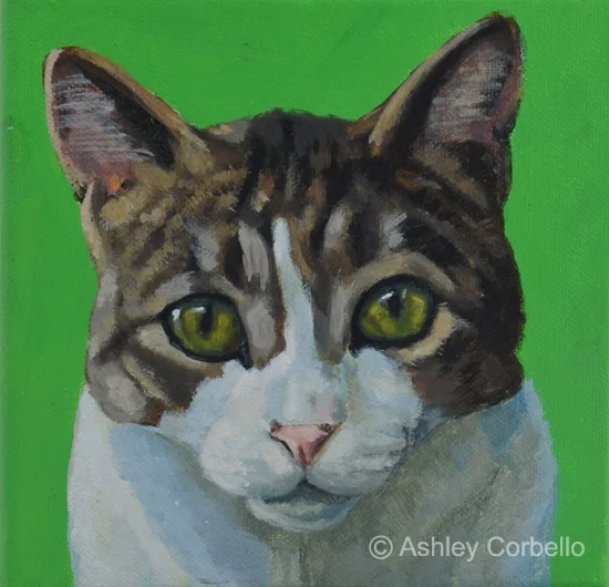greyandwhitecat_ashleycorbello.jpg